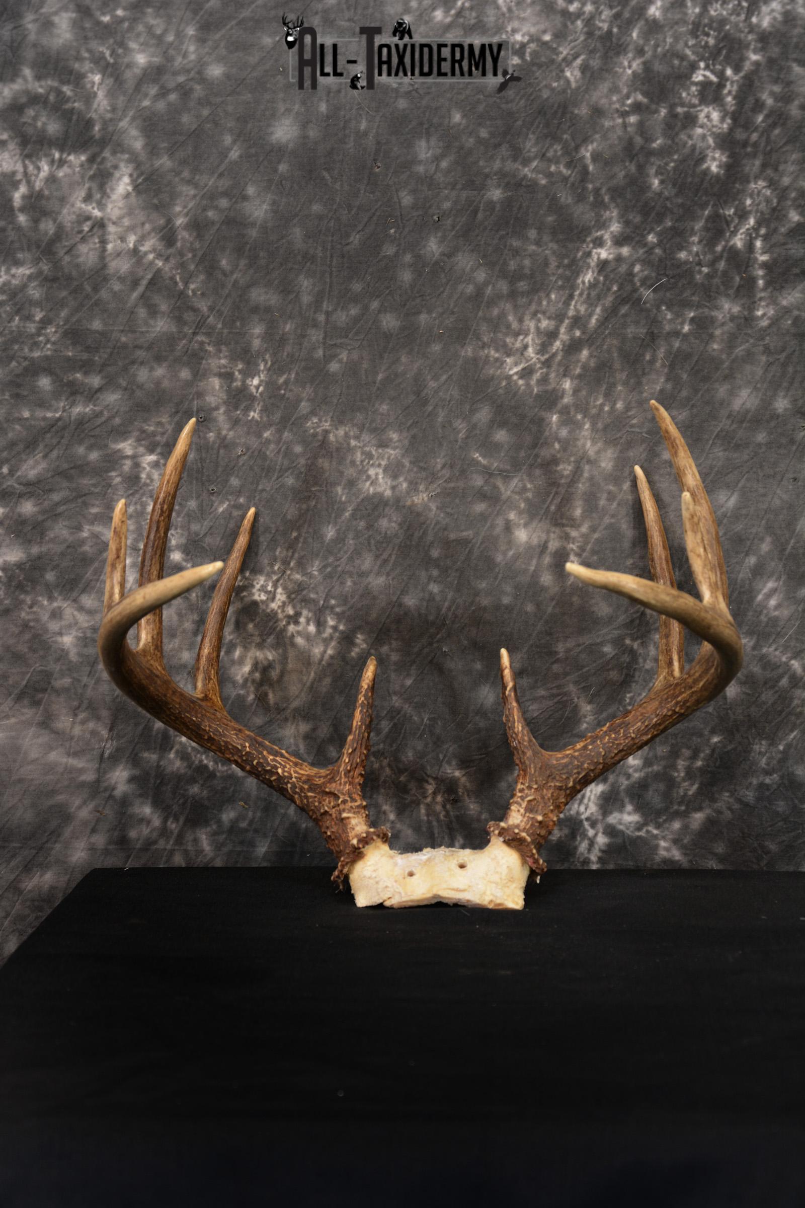 Whitetail Skull cap taxidermy 10 point SKU 1444