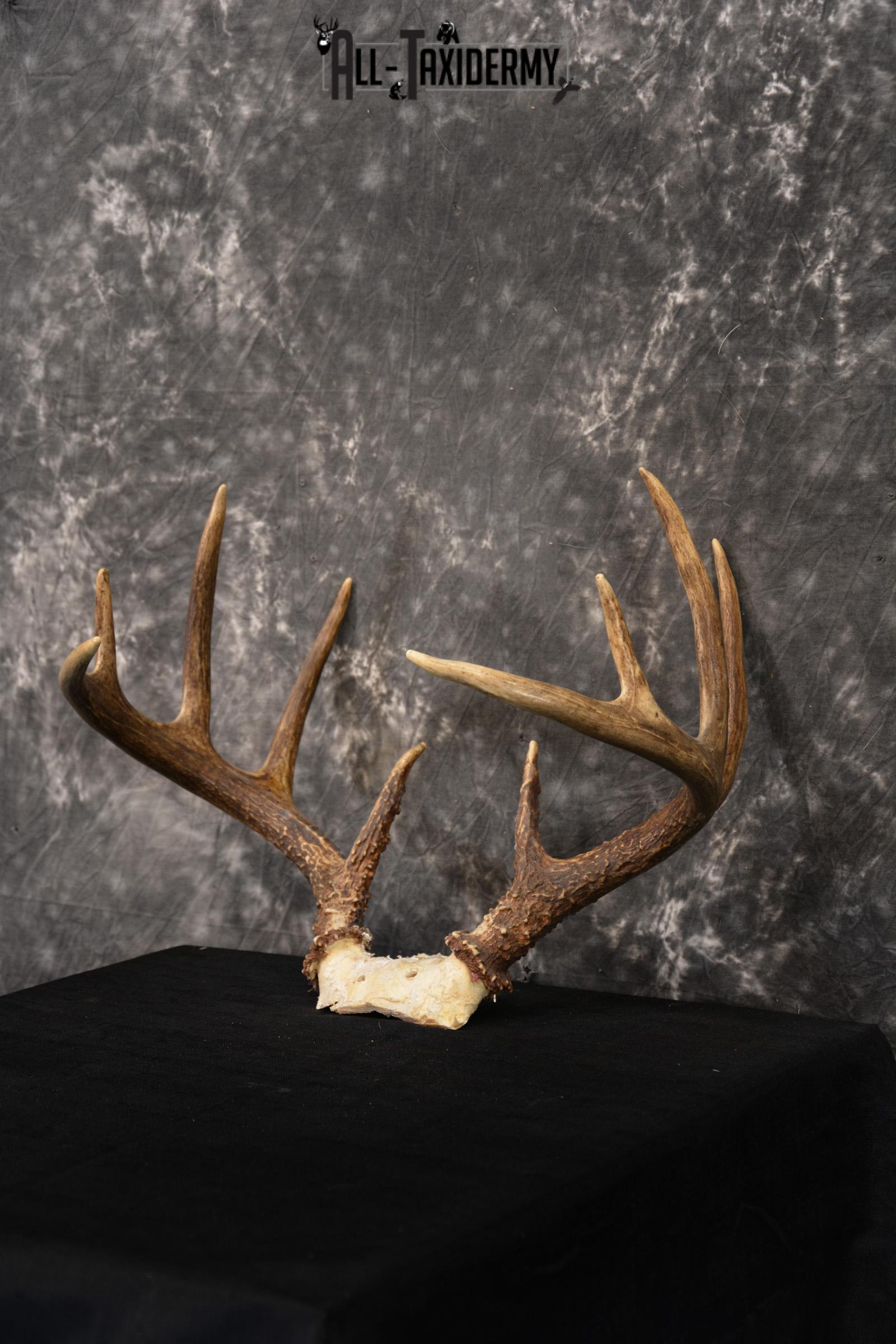 Whitetail Skull cap taxidermy 10 point SKU 1444 - Image 5