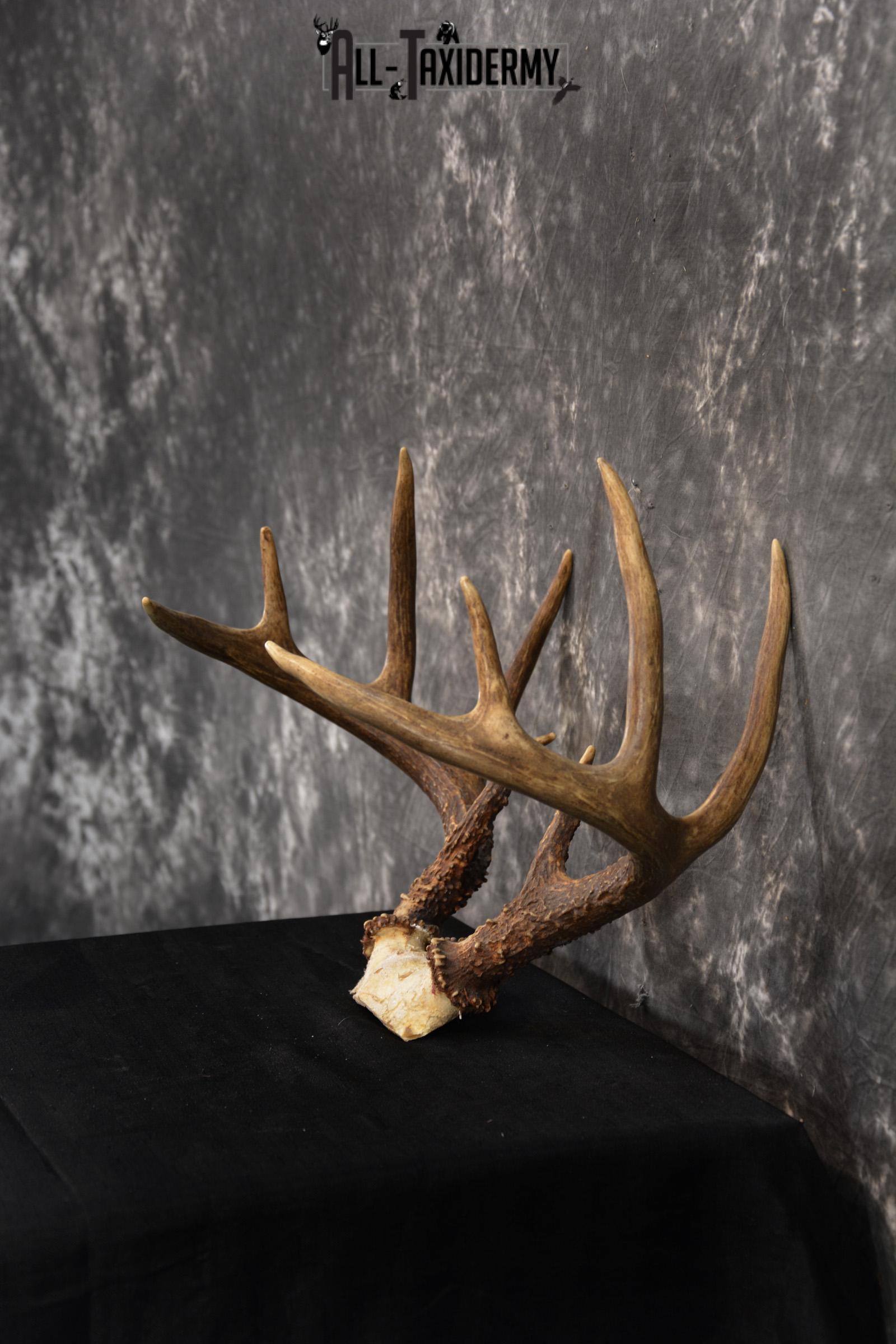 Whitetail Skull cap taxidermy 10 point SKU 1444 - Image 4