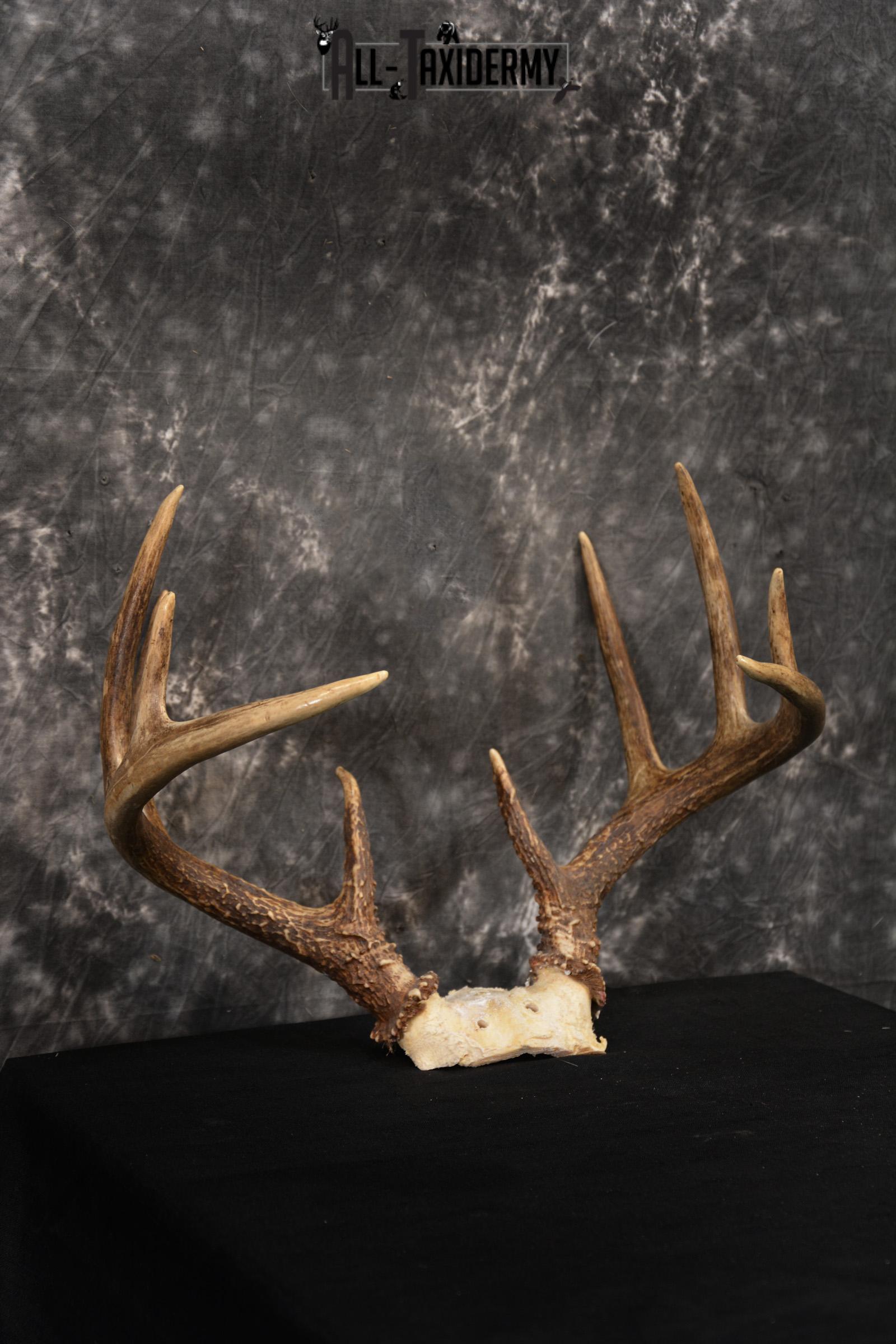 Whitetail Skull cap taxidermy 10 point SKU 1444 - Image 3
