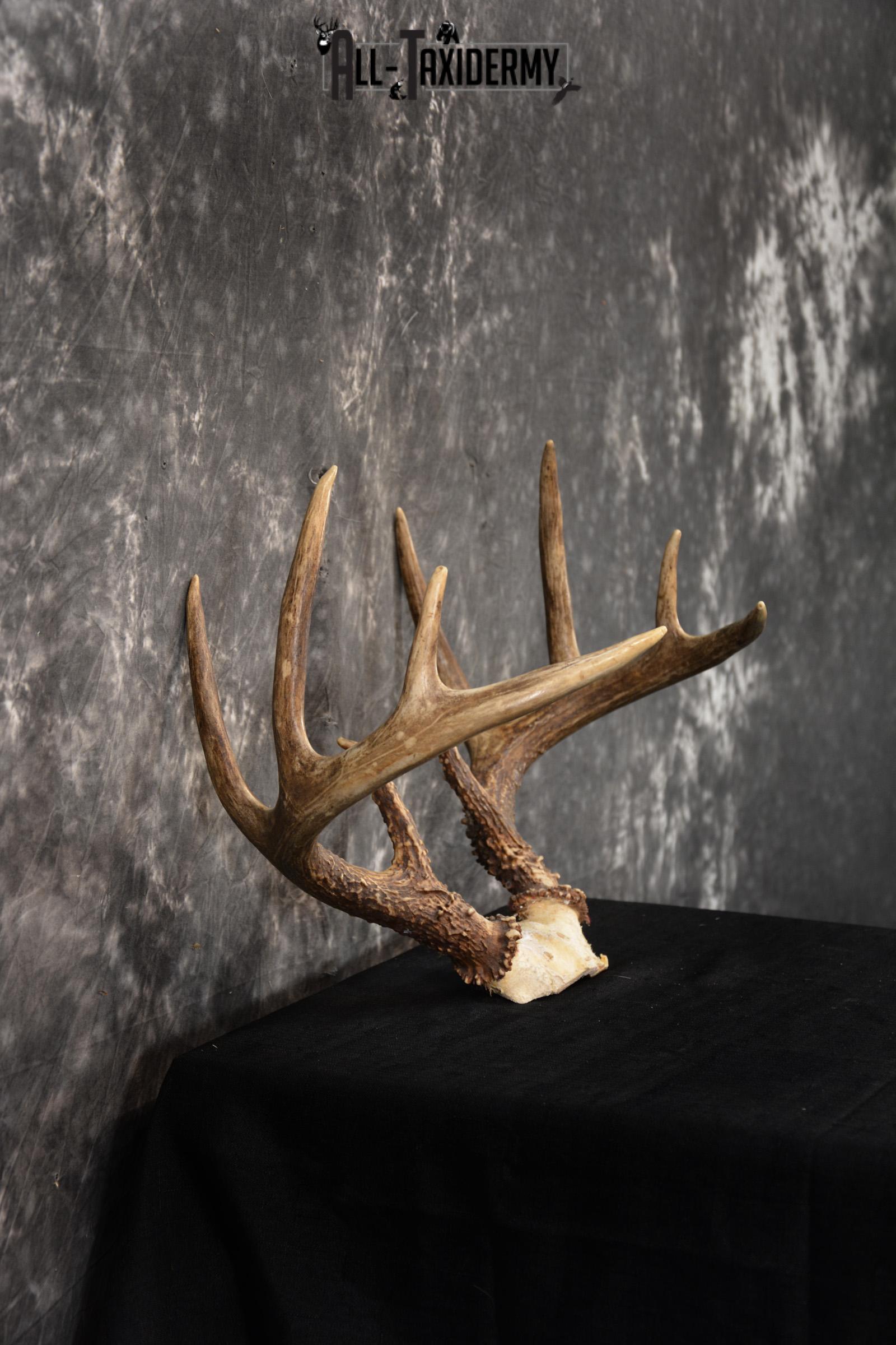 Whitetail Skull cap taxidermy 10 point SKU 1444 - Image 2