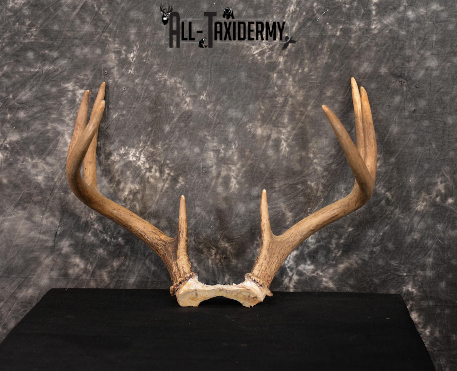 Whitetail Skull cap taxidermy 8 pointer SKU 1445 - Image 6