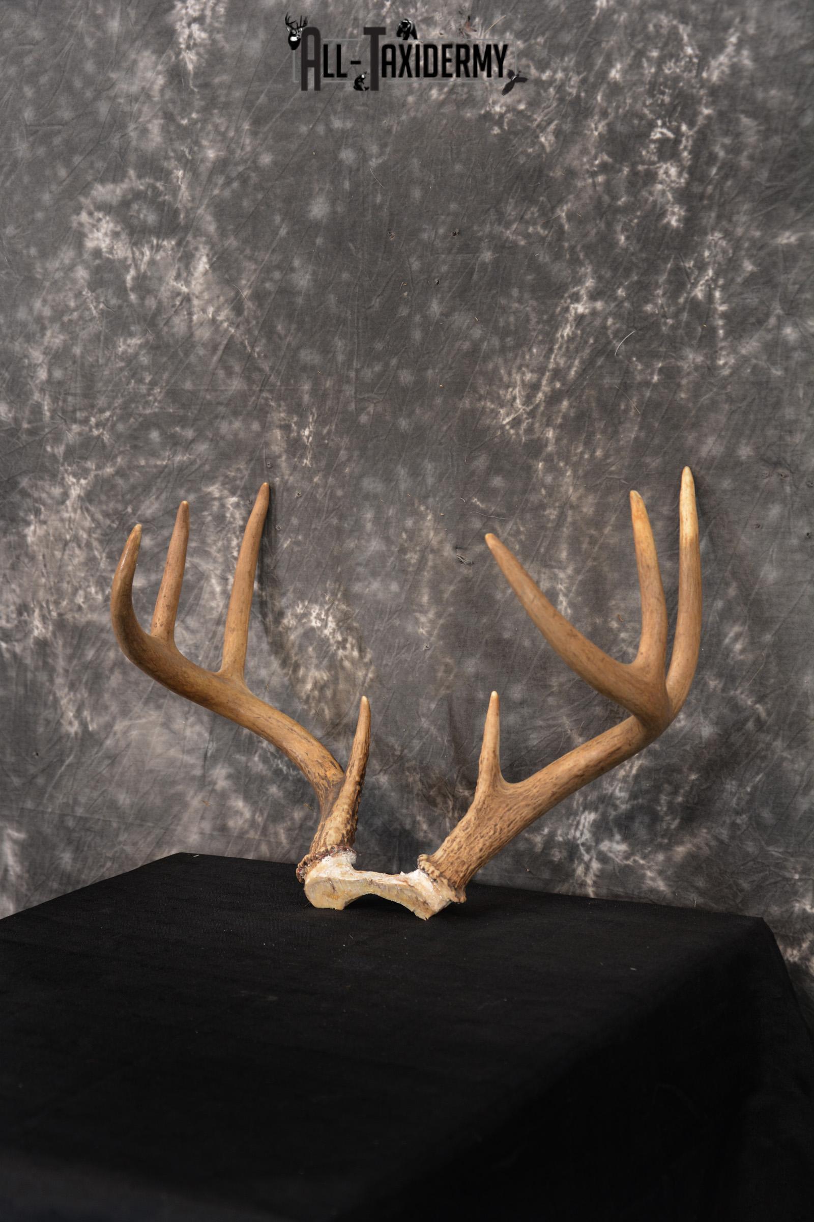 Whitetail Skull cap taxidermy 8 pointer SKU 1445