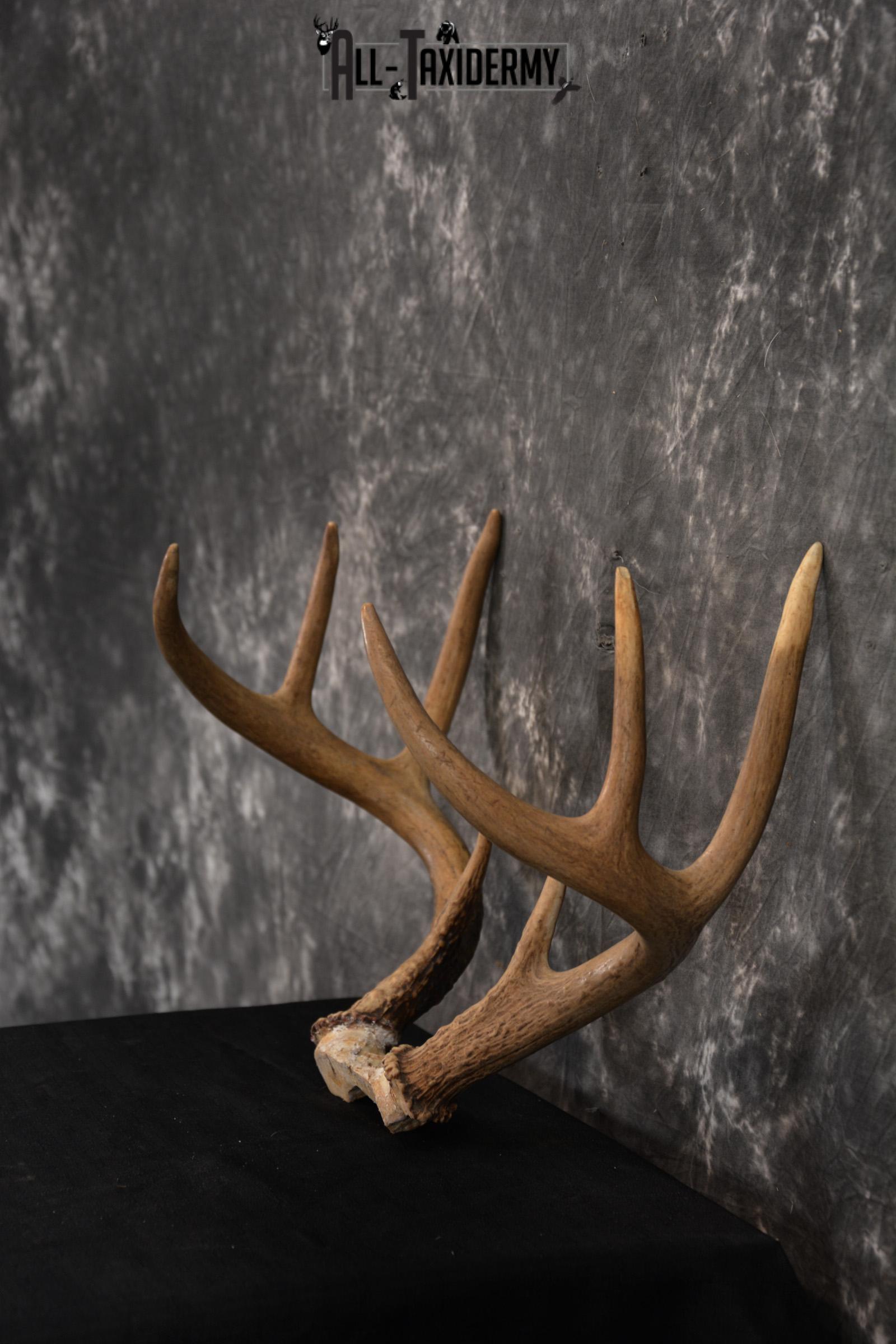 Whitetail Skull cap taxidermy 8 pointer SKU 1445 - Image 4