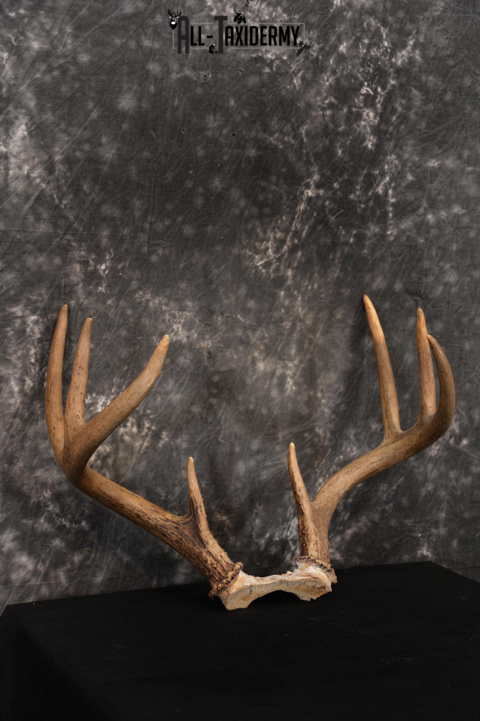 Whitetail Skull cap taxidermy 8 pointer SKU 1445 - Image 3