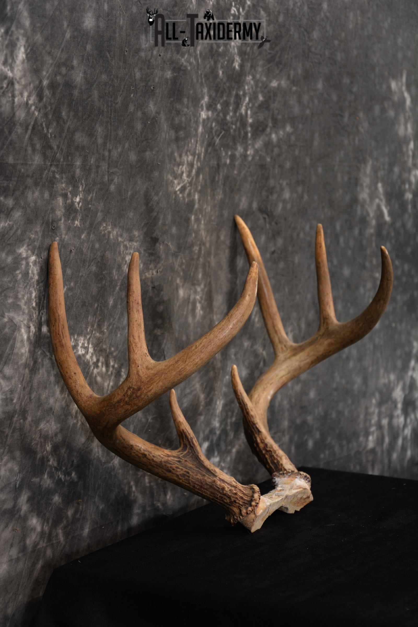 Whitetail Skull cap taxidermy 8 pointer SKU 1445 - Image 2