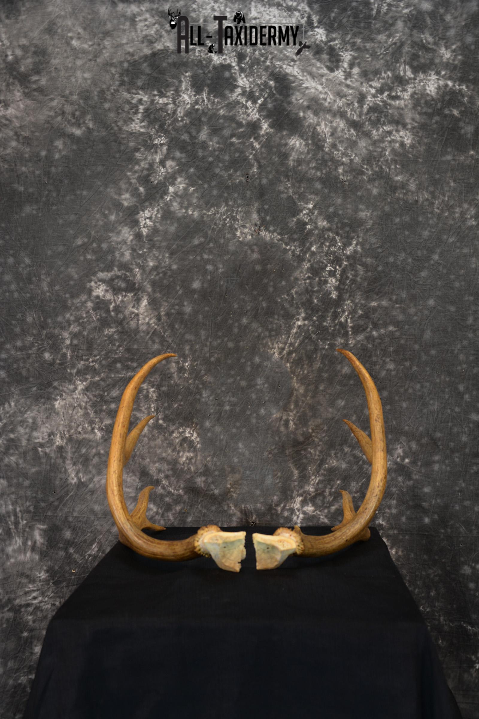 Mule deer antlers skull cap SKU 1428 - Image 6