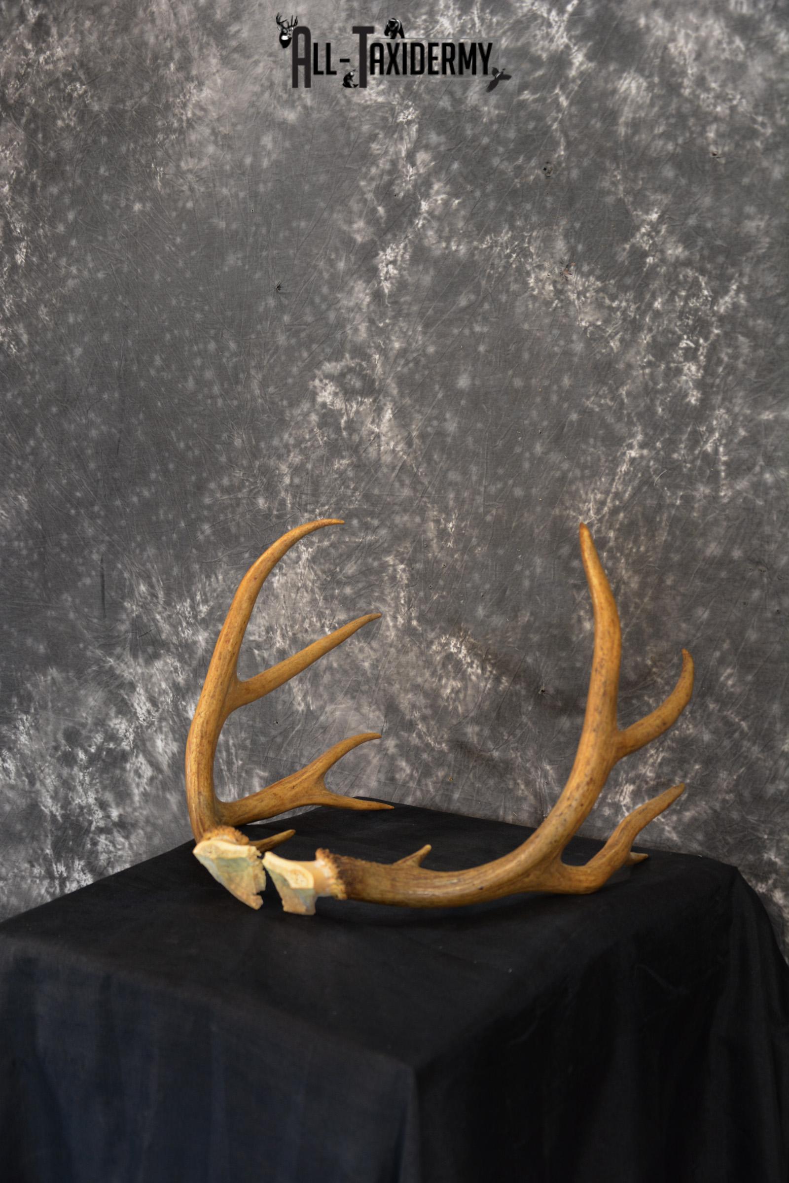 Mule deer antlers skull cap SKU 1428 - Image 5