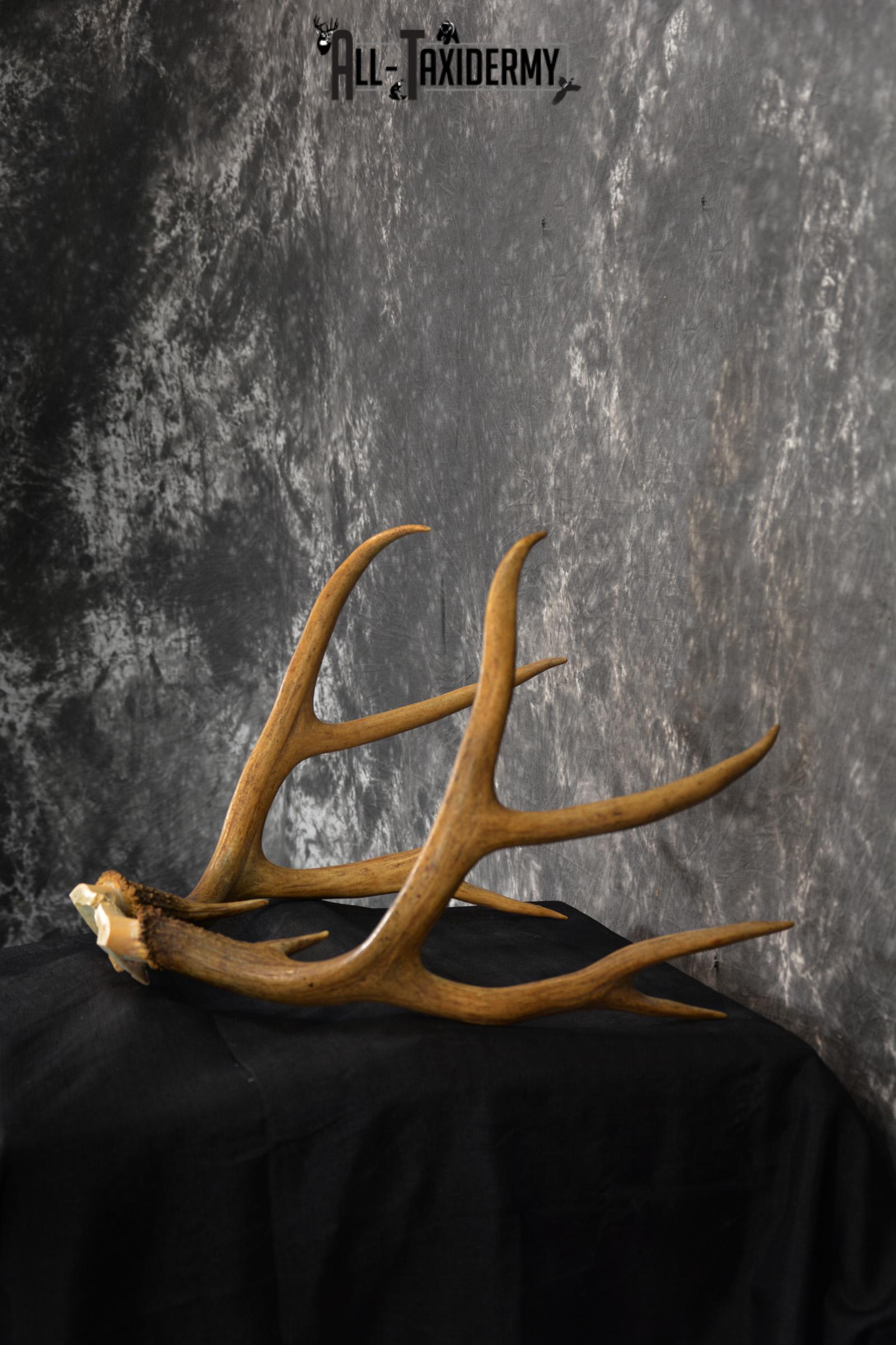 Mule deer antlers skull cap SKU 1428 - Image 4