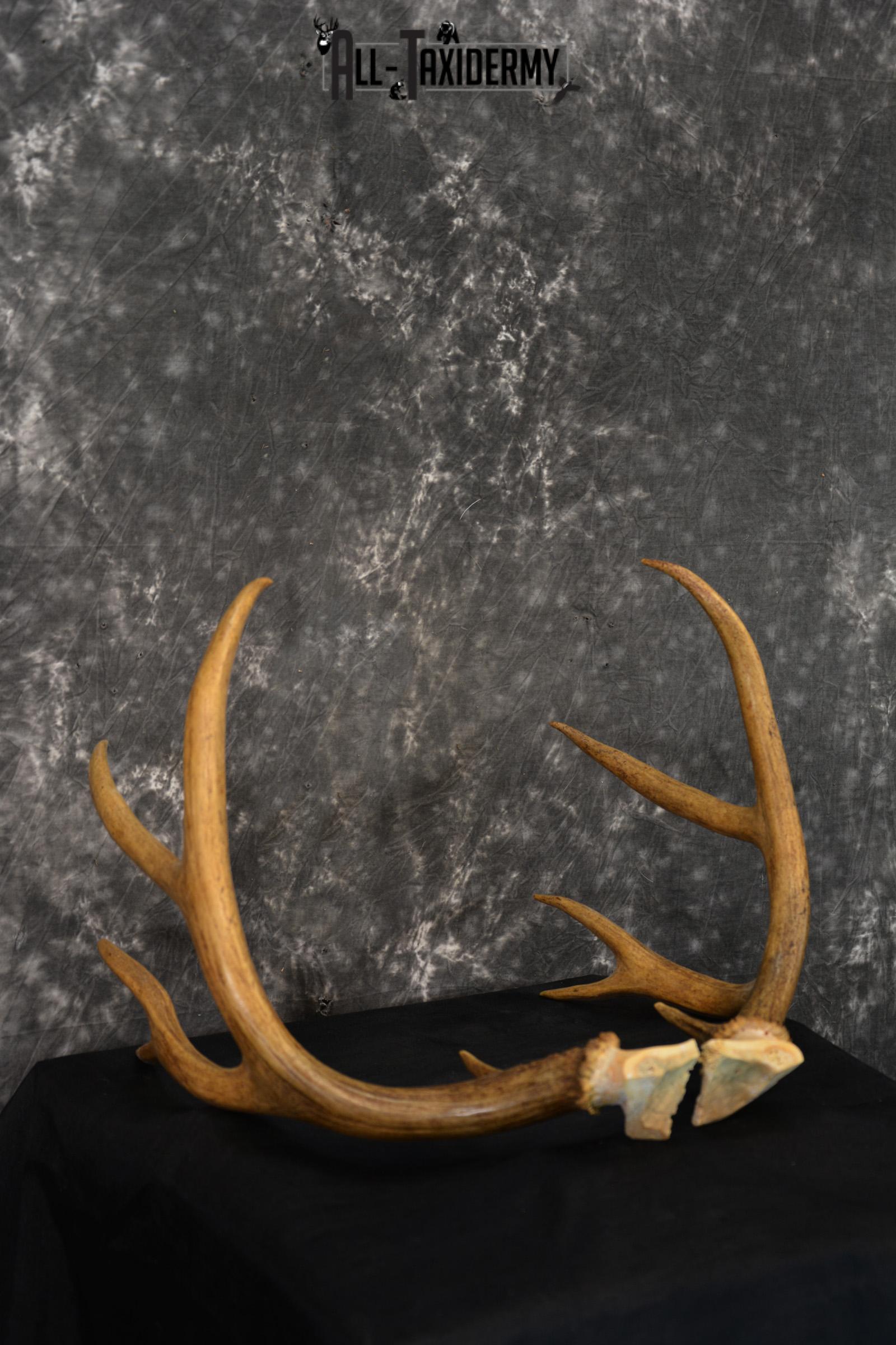 Mule deer antlers skull cap SKU 1428 - Image 3