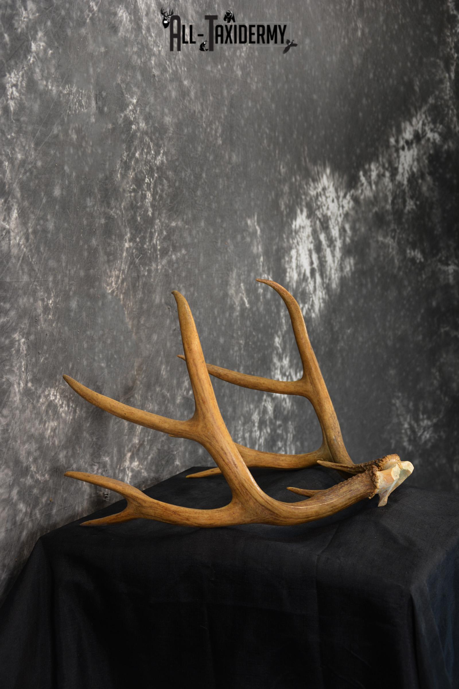 Mule deer antlers skull cap SKU 1428 - Image 2