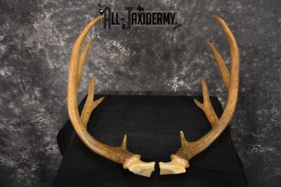 Mule deer antlers skull cap SKU 1428
