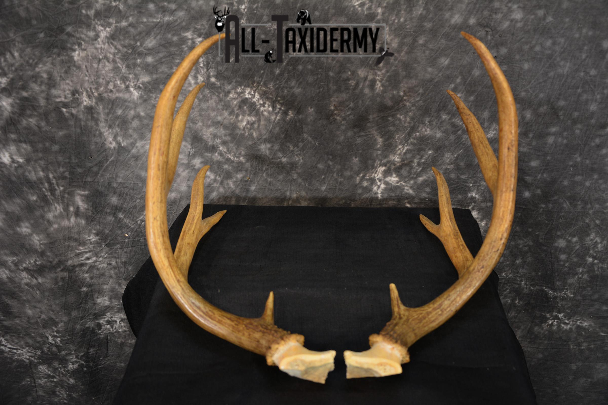 Mule deer antlers skull cap SKU 1428