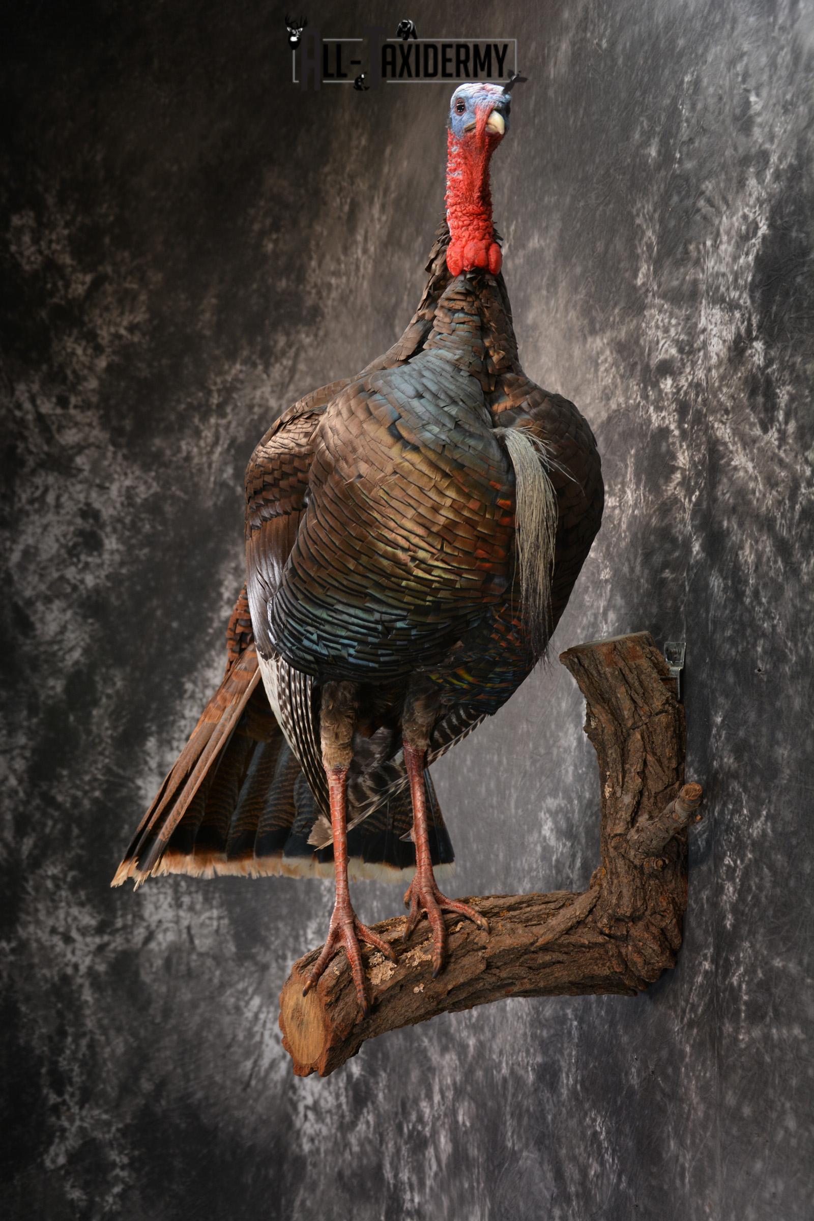 Eastern Turkey Taxidermy Mount for Sale 1432 - Image 7