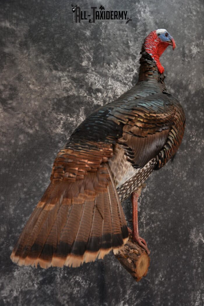Turkey Rug Mount Eastern Turkey Taxidermy Mount for Sale 1432 - All Taxidermy