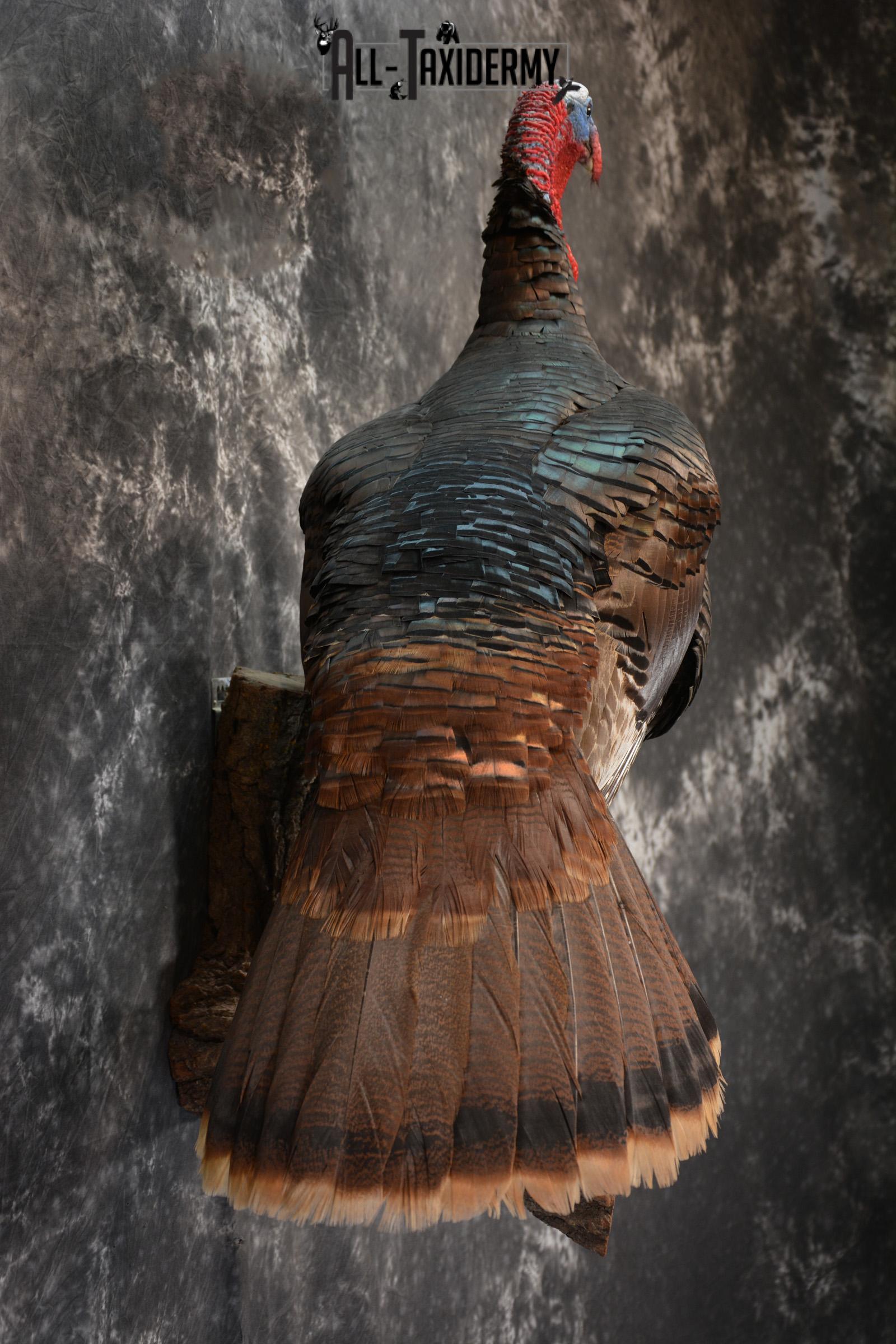 Eastern Turkey Taxidermy Mount for Sale 1432 - Image 5