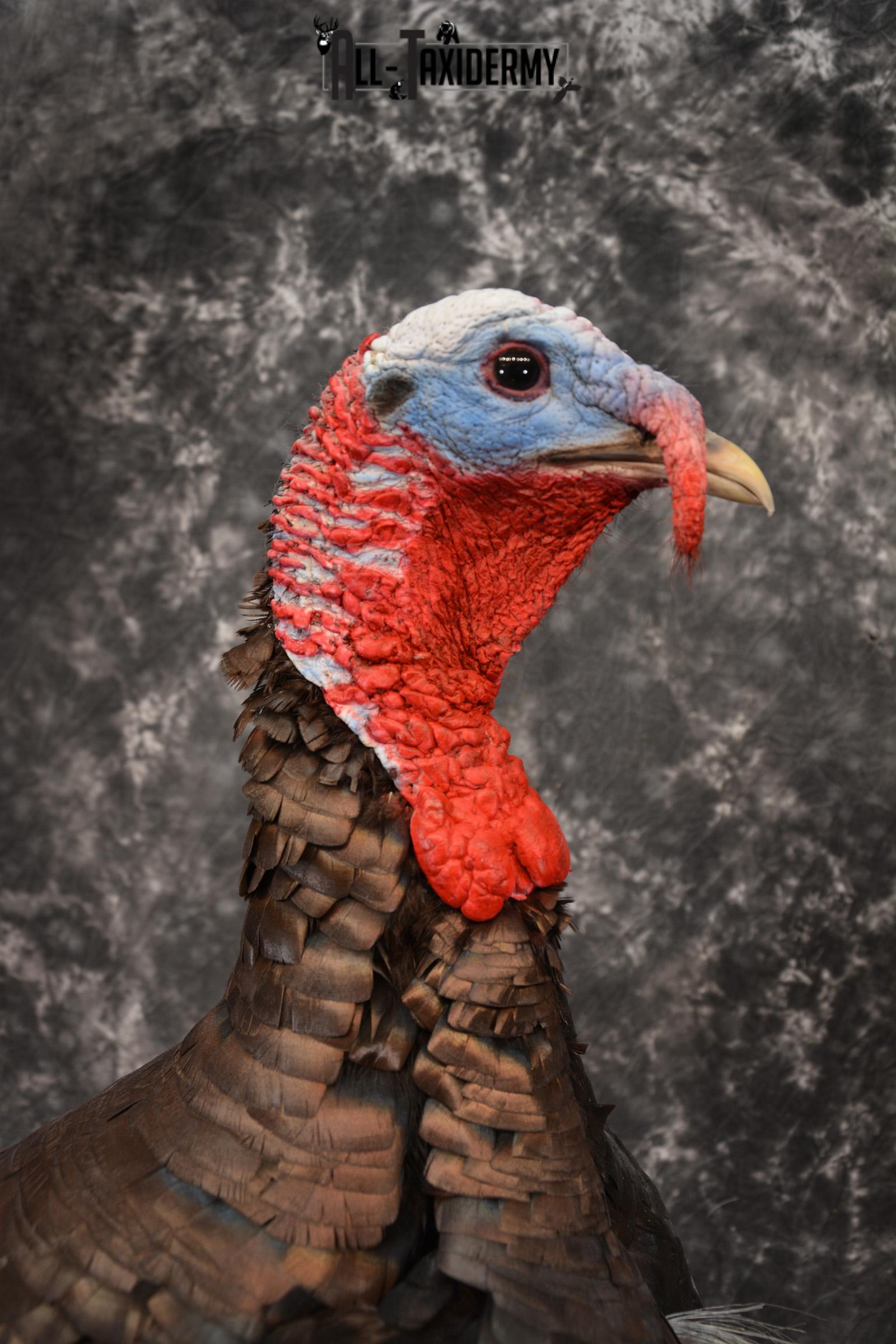 Eastern Turkey Taxidermy Mount for Sale 1432 - Image 4