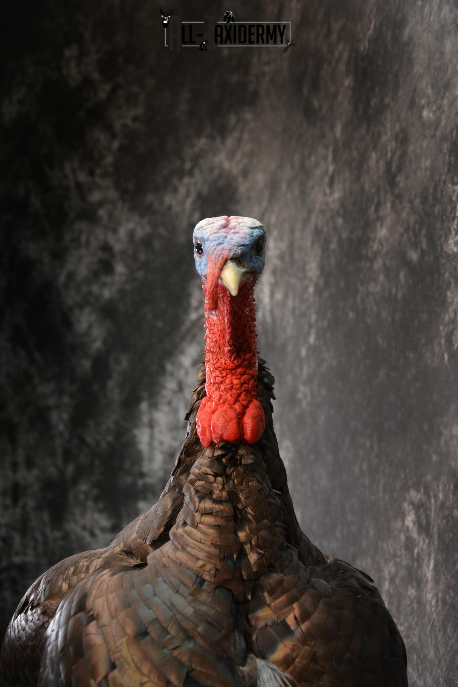 Eastern Turkey Taxidermy Mount for Sale 1432 - Image 3