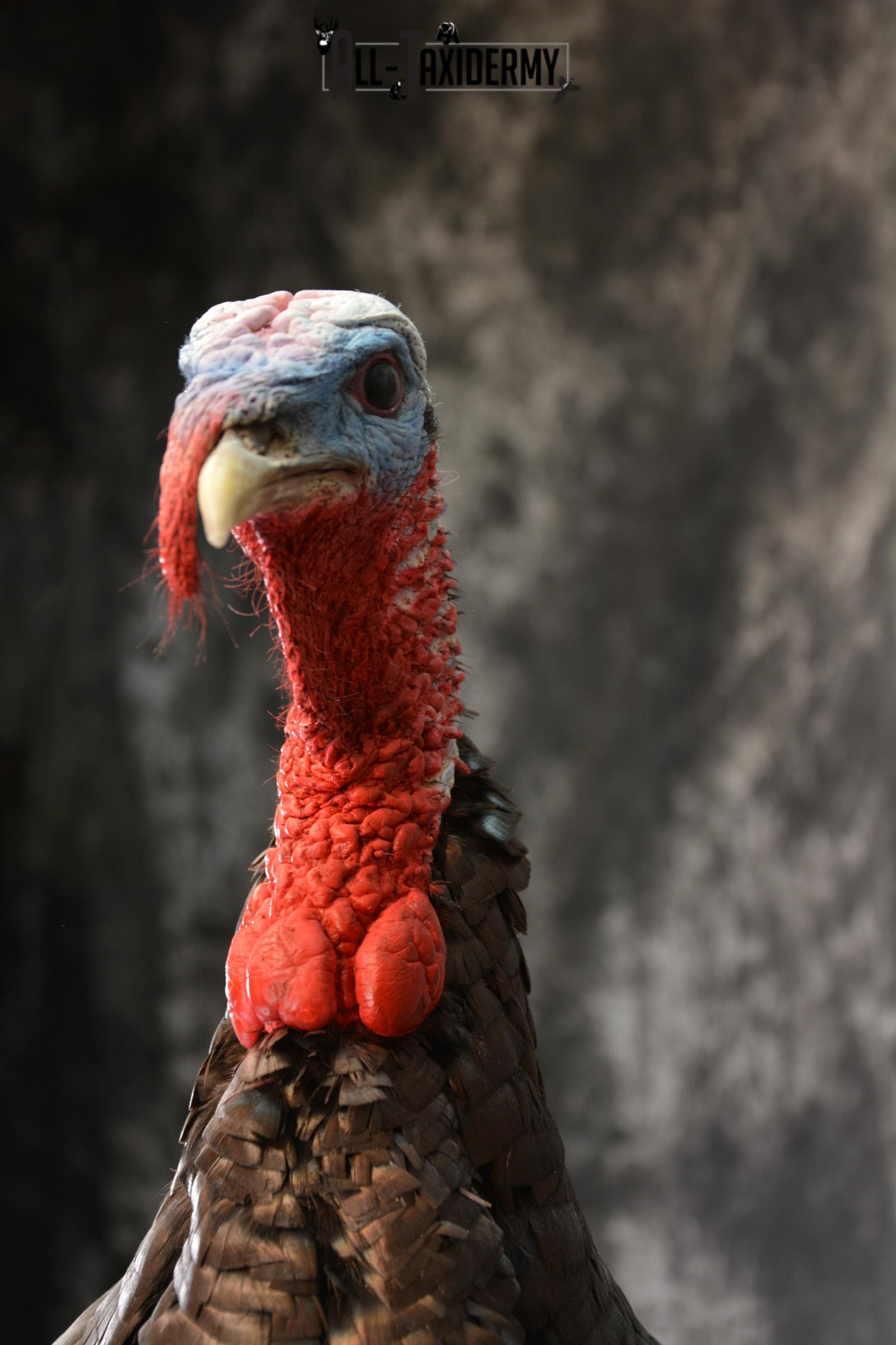 Eastern Turkey Taxidermy Mount for Sale 1432 - Image 2