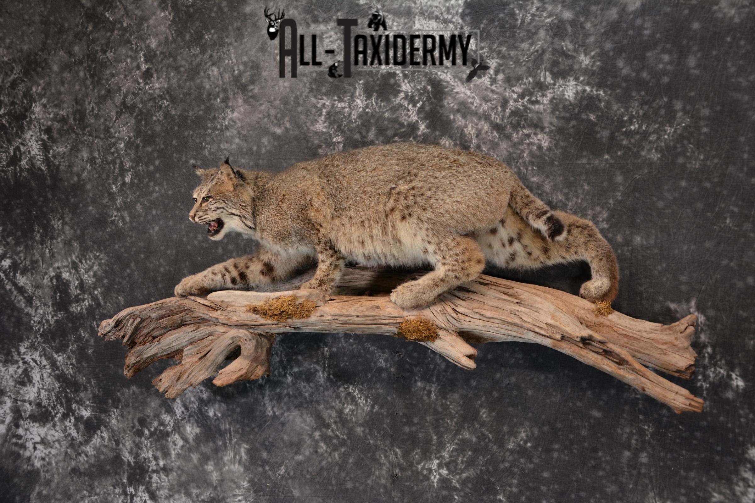 Bobcat Taxidermy life size mount SKU 1413 - Image 8