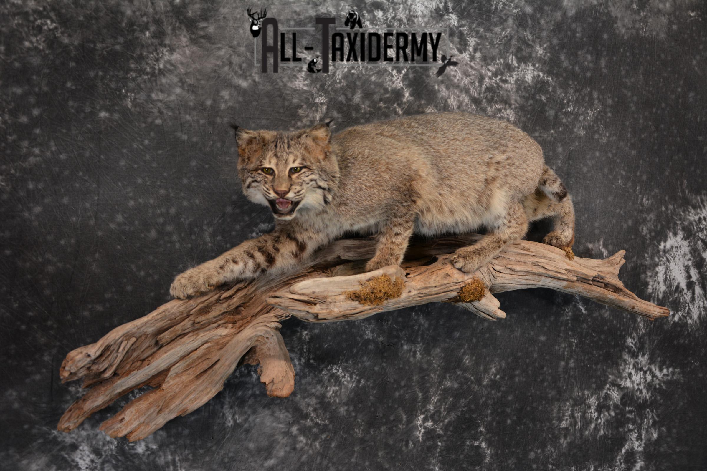 Bobcat Taxidermy life size mount SKU 1413