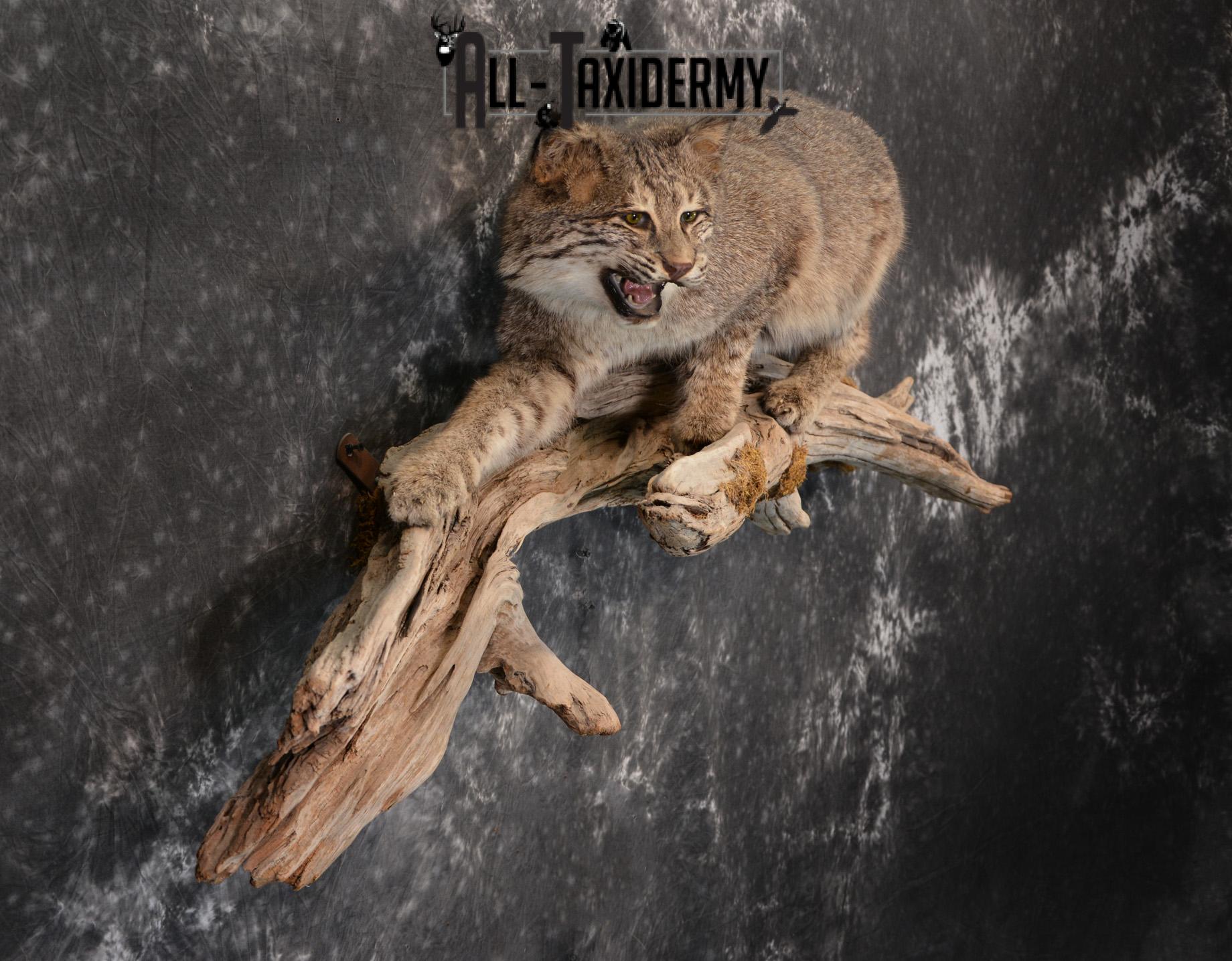 Bobcat Taxidermy life size mount SKU 1413 - Image 6