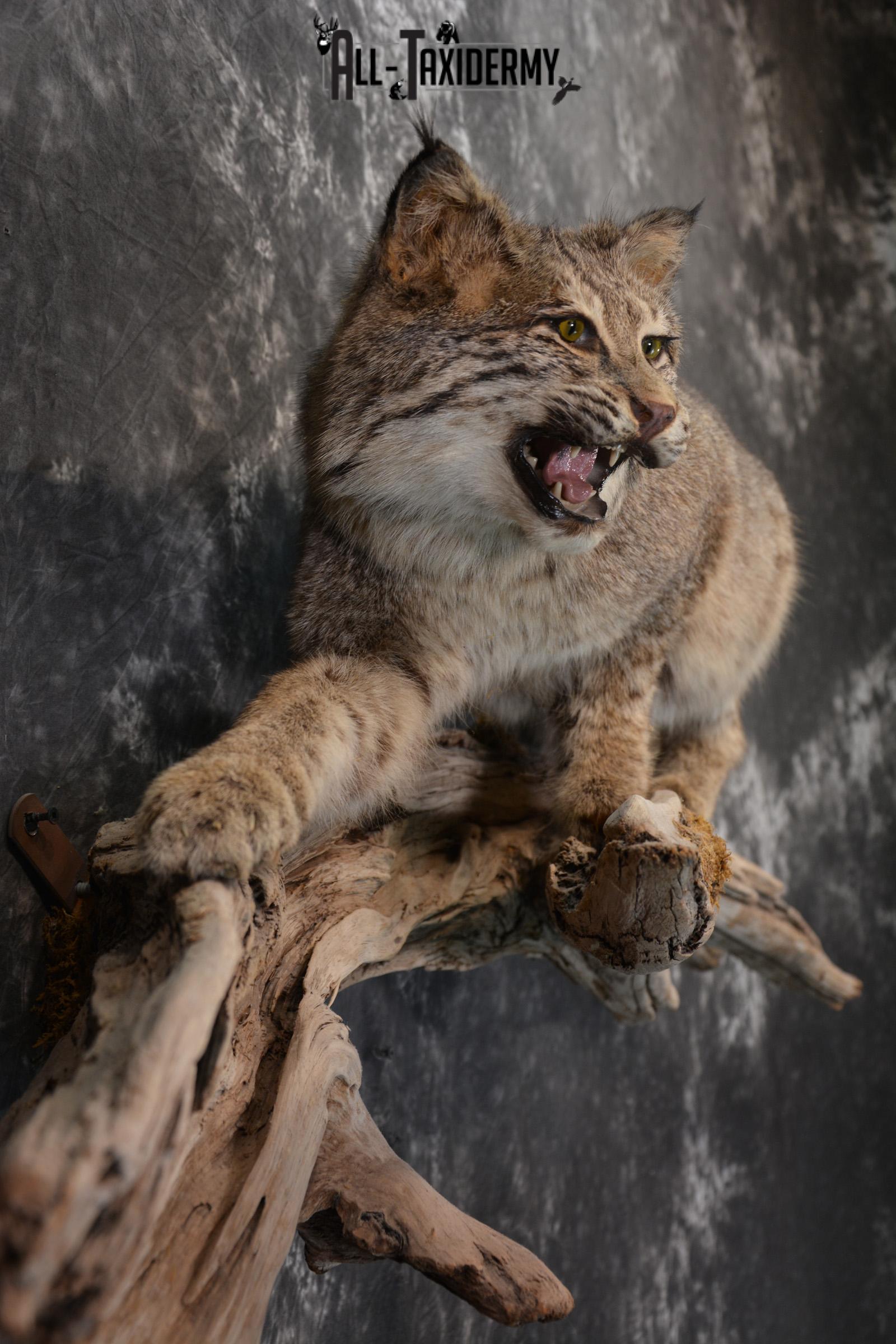 Bobcat Taxidermy