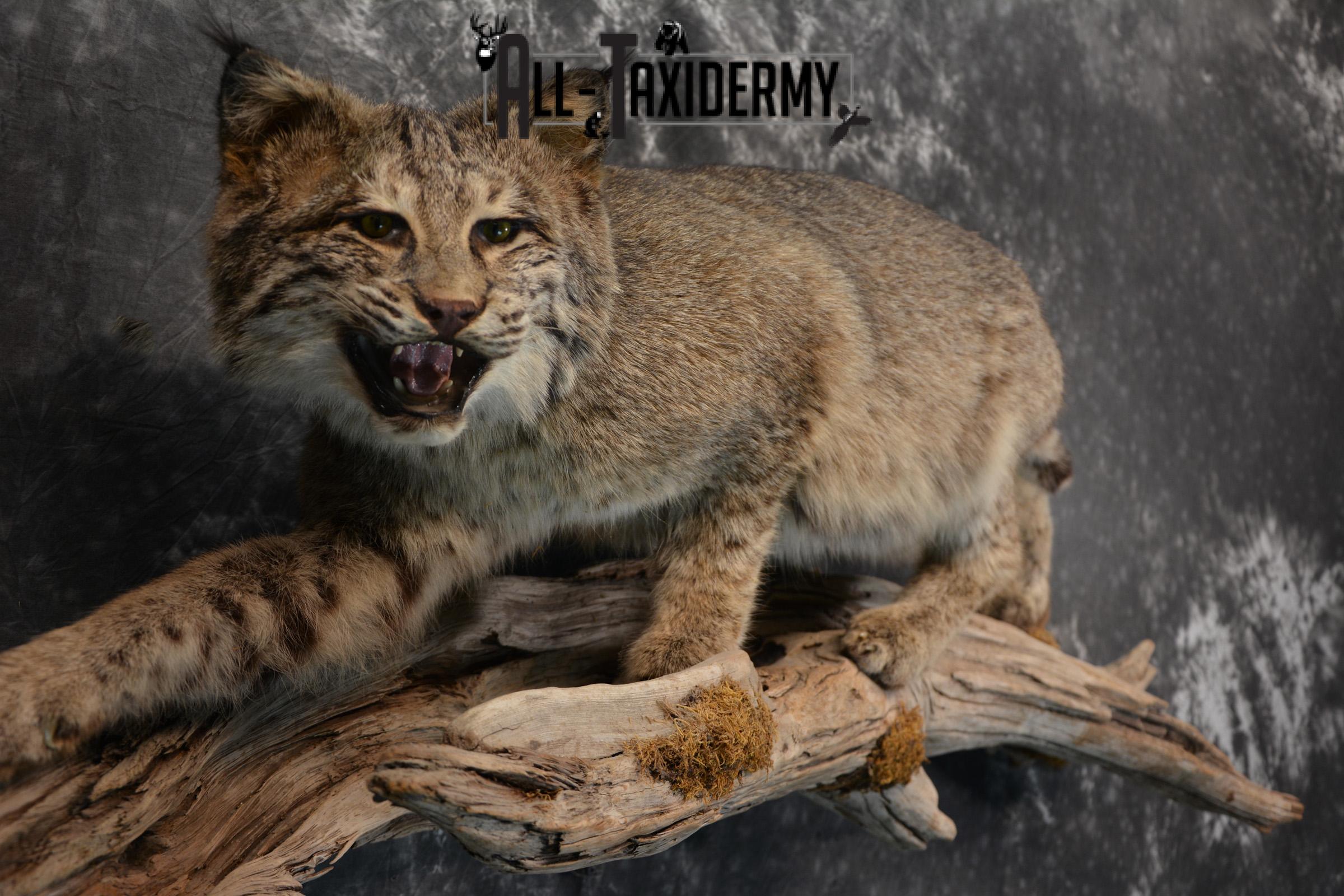 Bobcat Taxidermy life size mount SKU 1413 - Image 4