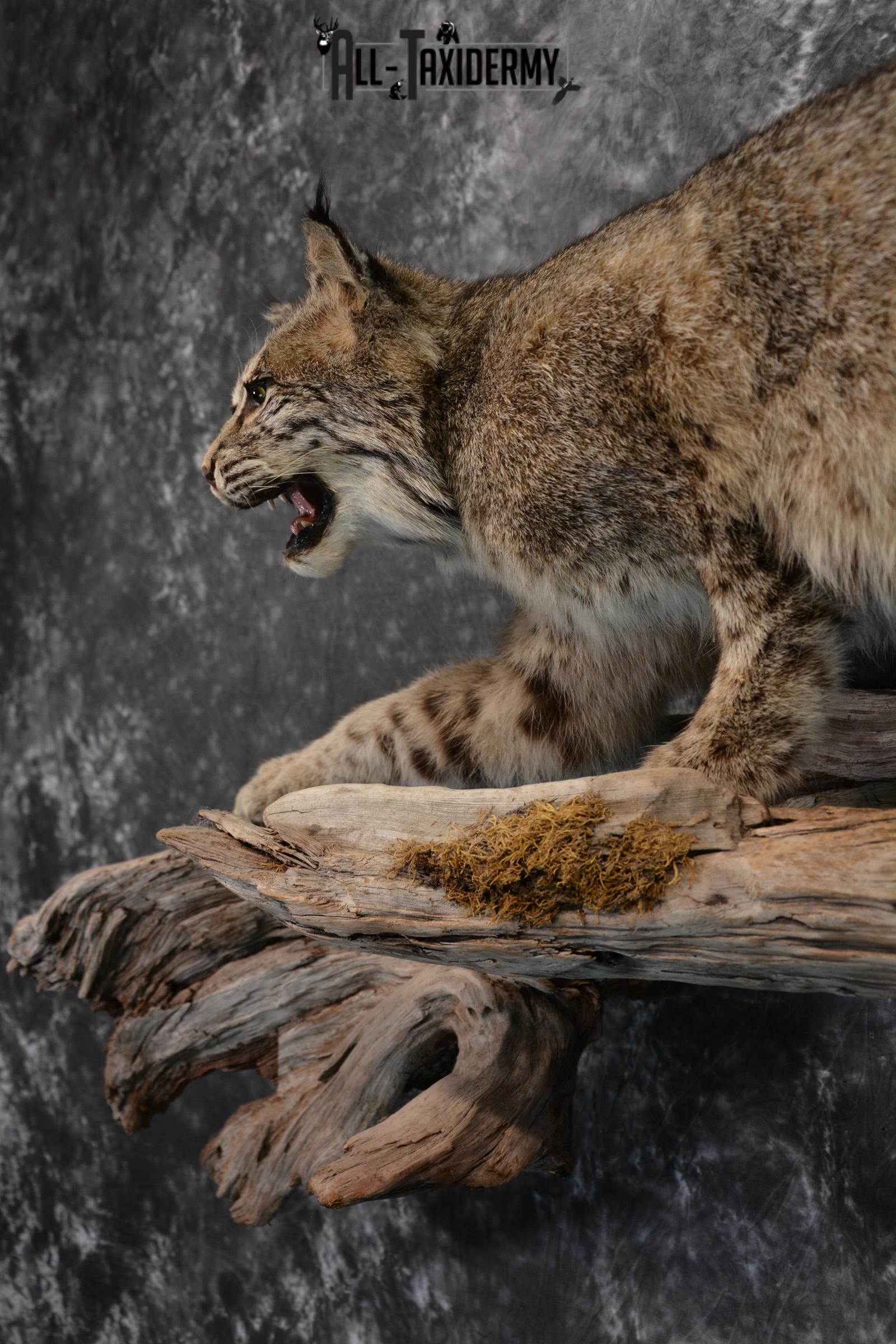 Bobcat Taxidermy life size mount SKU 1413 - All Taxidermy