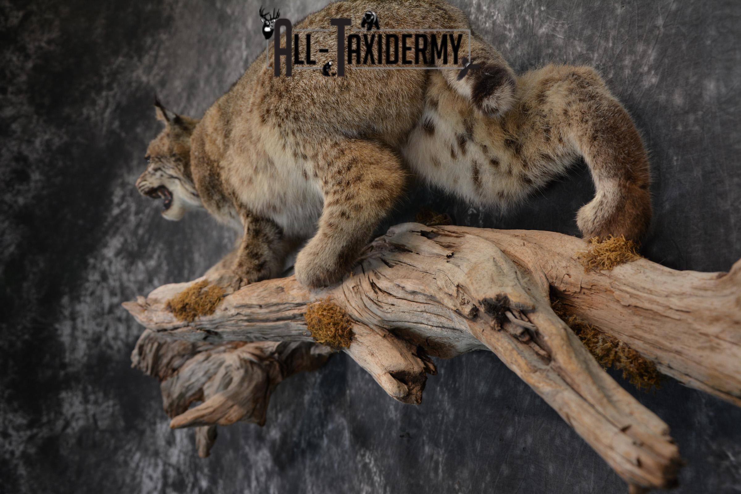 Bobcat Taxidermy life size mount SKU 1413 - Image 2