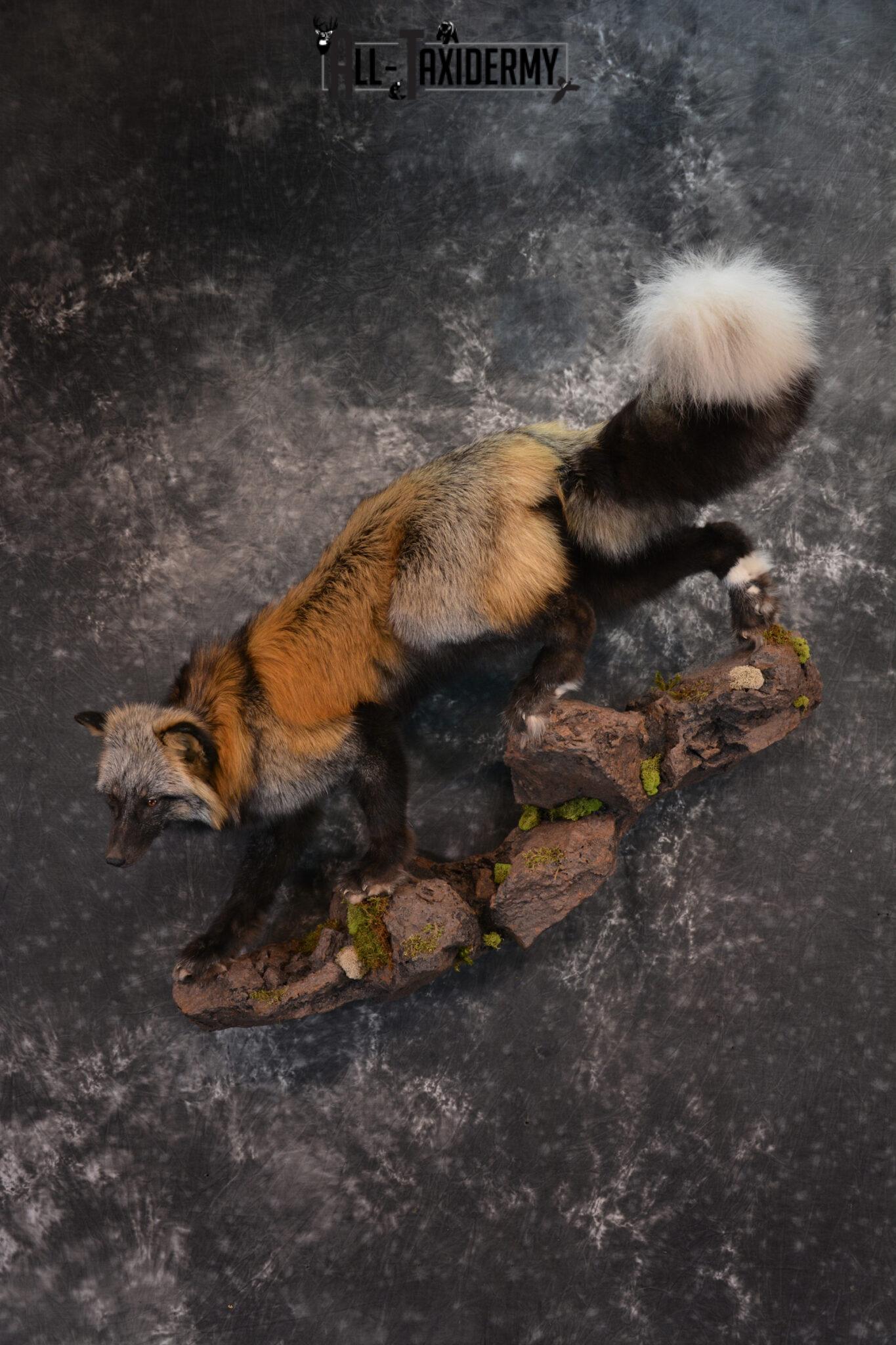 Red Fox Taxidermy Mounts - All Taxidermy