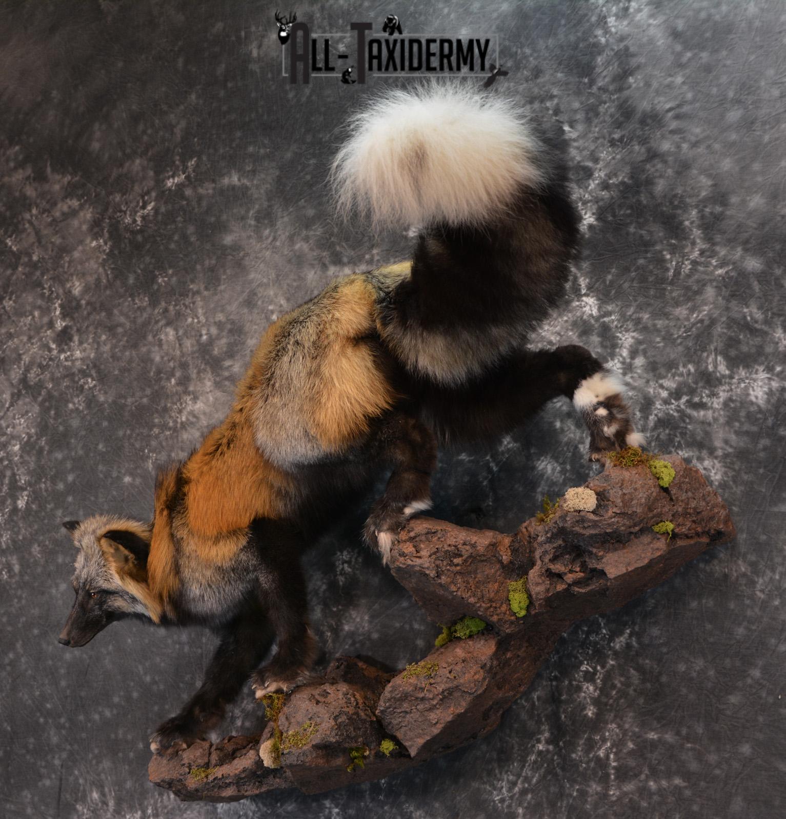 Hybrid Silver and Red Mix Taxidermy Fox SKU 1435 - Image 9