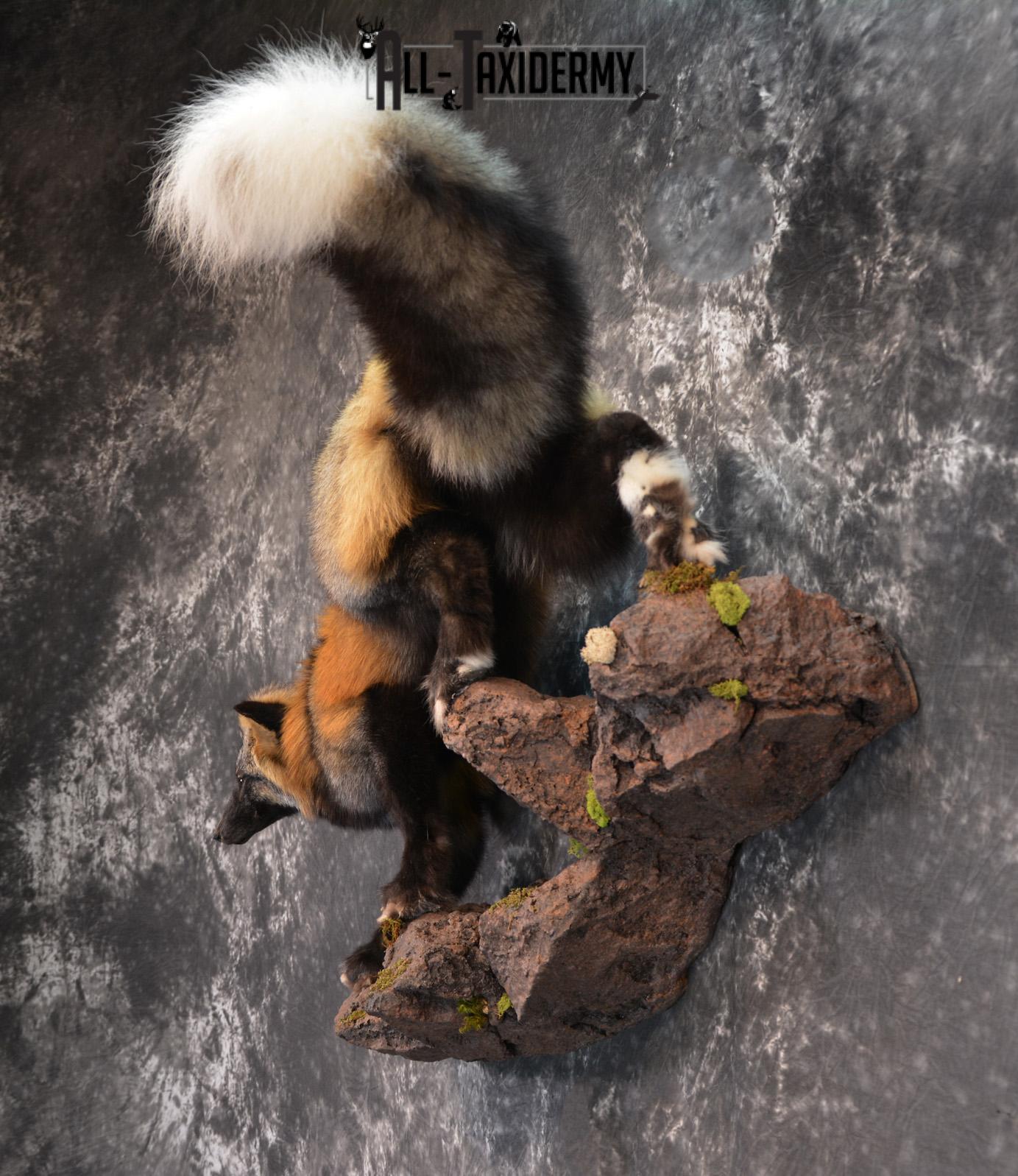 Hybrid Silver and Red Mix Taxidermy Fox SKU 1435 - Image 8