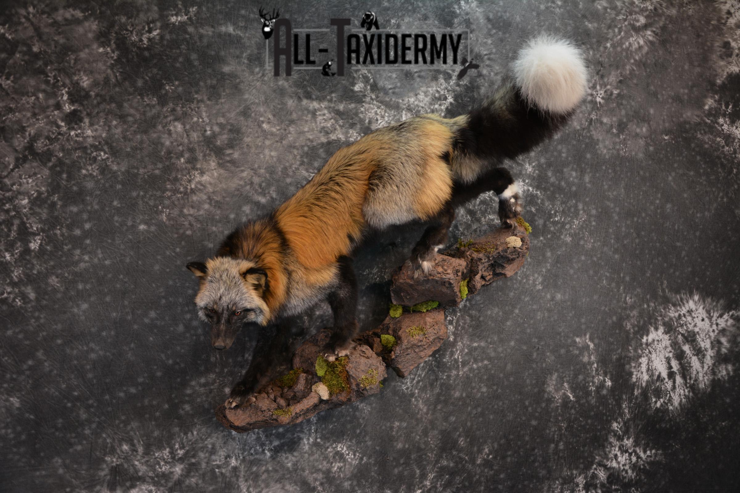 Hybrid Silver and Red Mix Taxidermy Fox SKU 1435 - Image 7