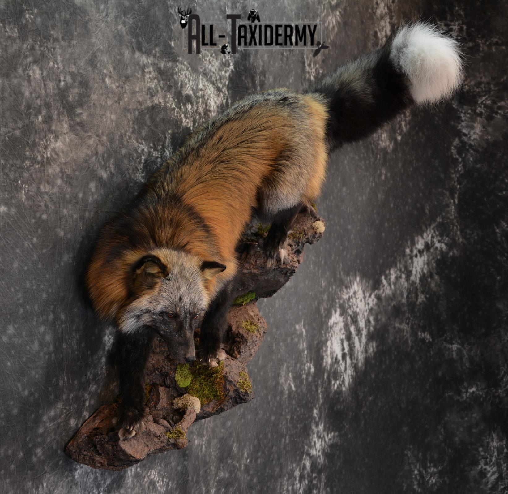 Hybrid Silver and Red Mix Taxidermy Fox SKU 1435 - Image 6