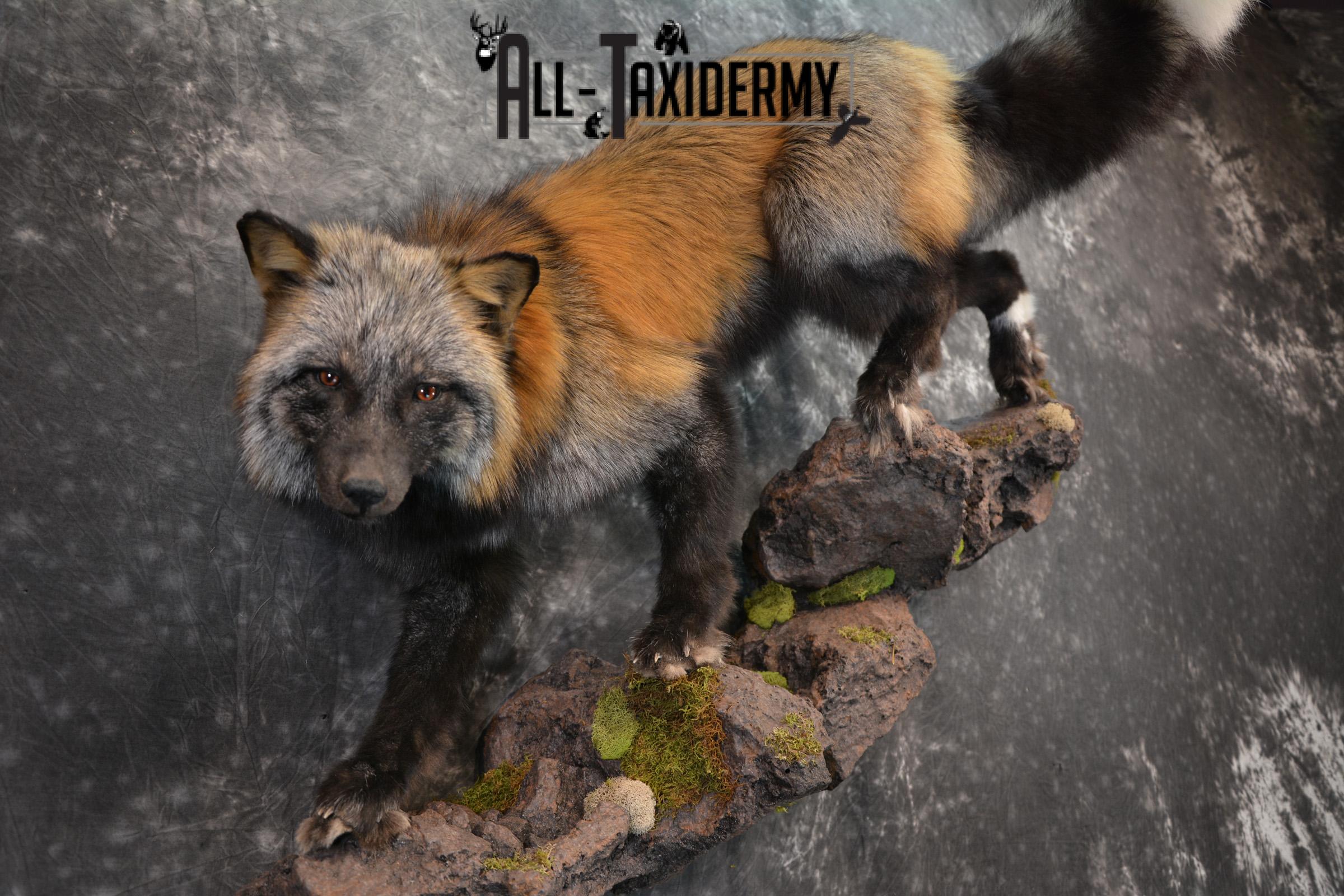 Hybrid Silver and Red Mix Taxidermy Fox SKU 1435 - Image 5