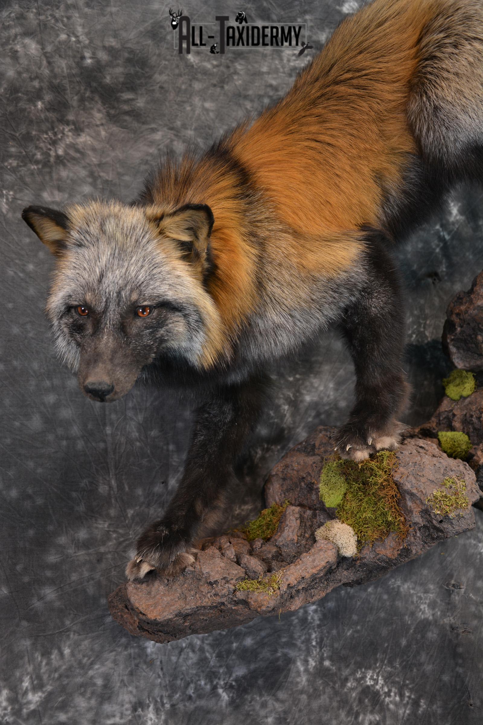 Hybrid Silver and Red Mix Taxidermy Fox SKU 1435 - Image 4