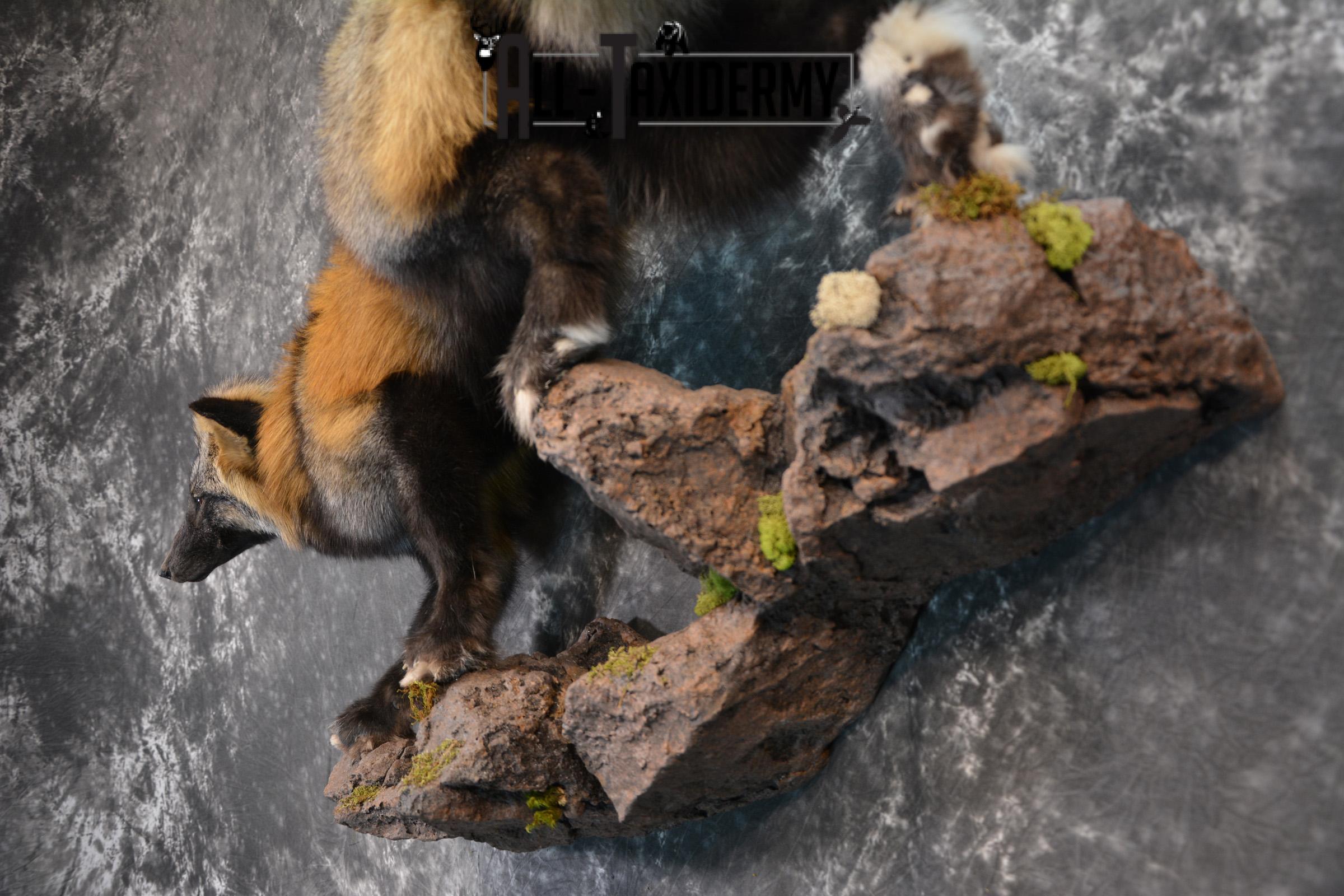 Hybrid Silver and Red Mix Taxidermy Fox SKU 1435 - Image 2