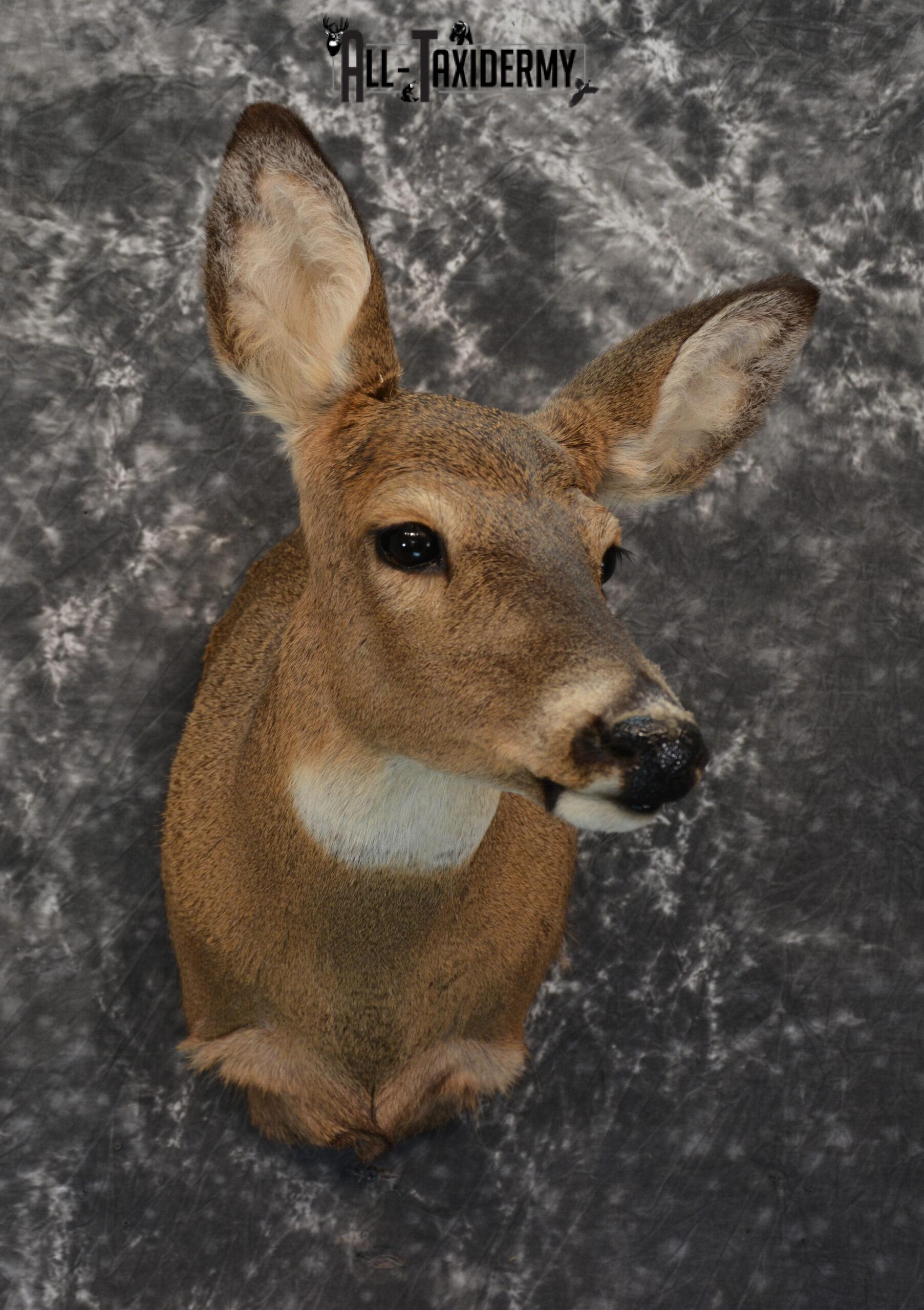 Whitetail Deer Taxidermy Doe shoulder mount SKU 1074.1 - Image 7