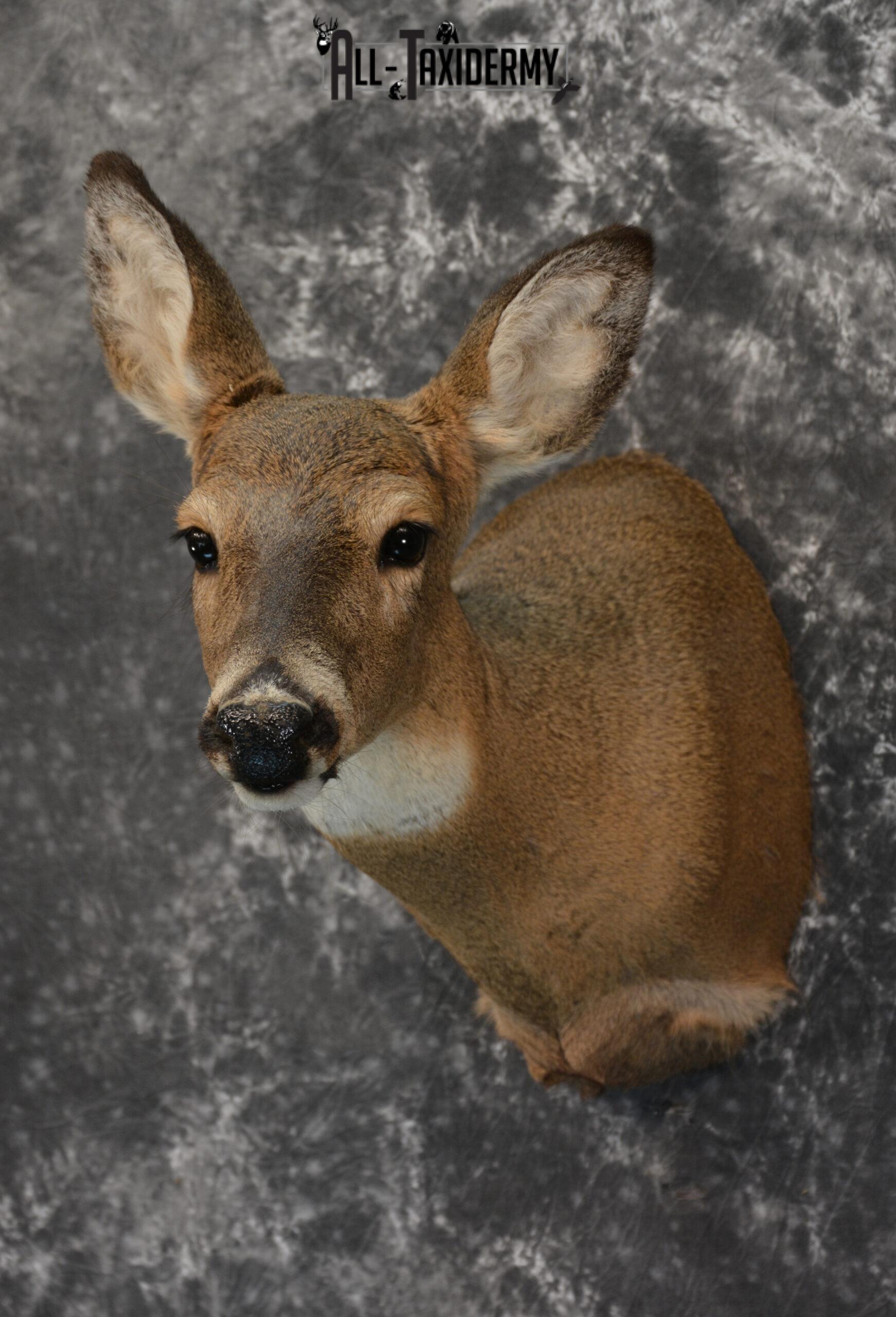 Whitetail Deer Taxidermy Doe shoulder mount SKU 1074.1