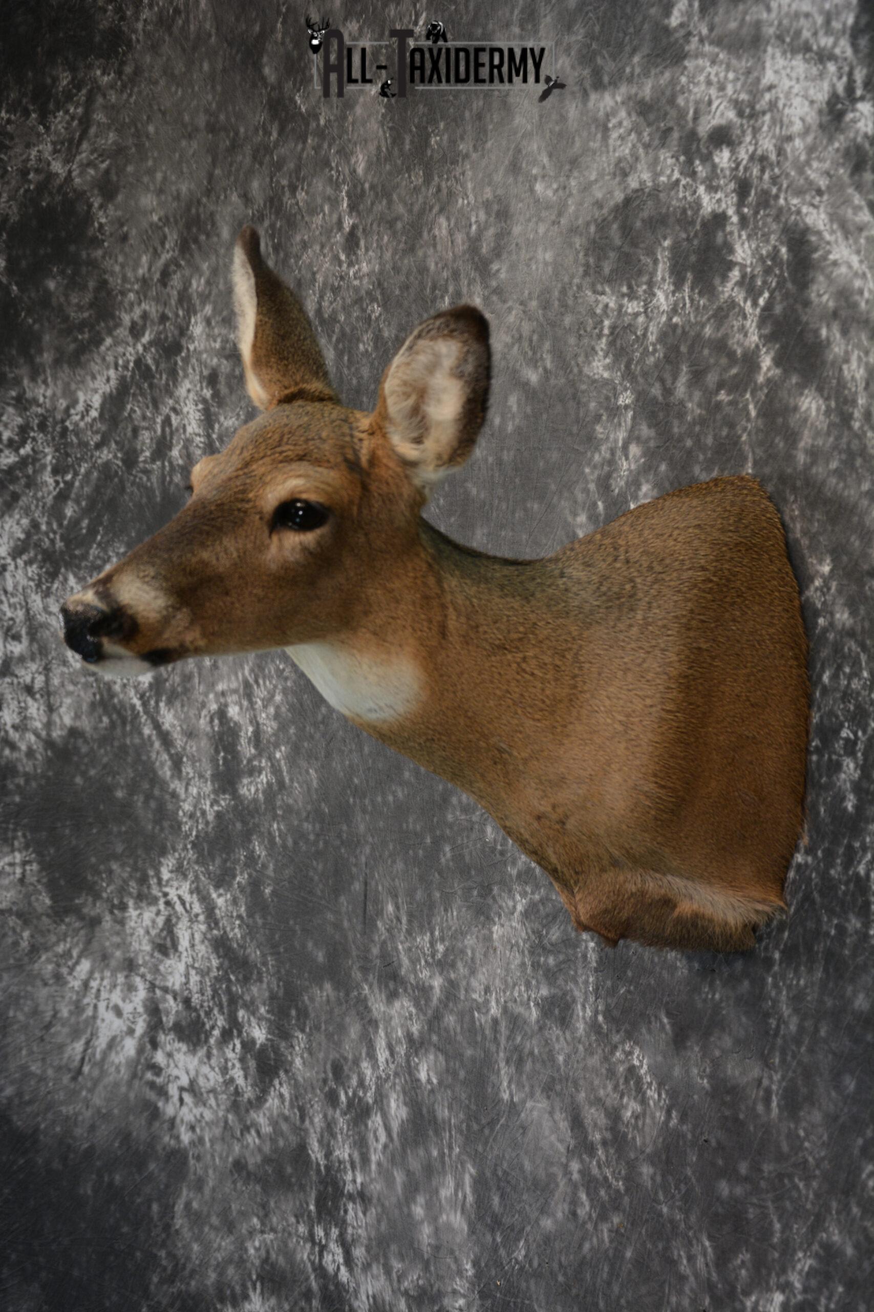 Whitetail Deer Taxidermy Doe shoulder mount SKU 1074.1 - Image 6