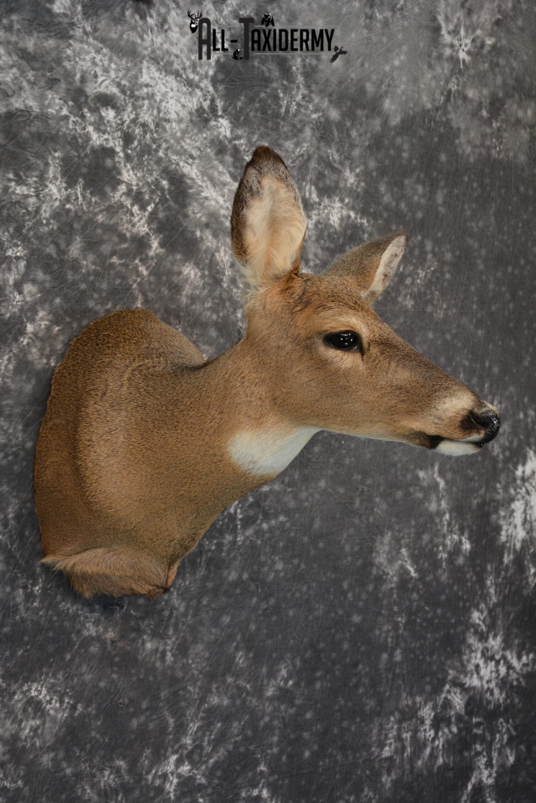 Whitetail Deer Taxidermy Doe shoulder mount SKU 1074.1 - Image 5