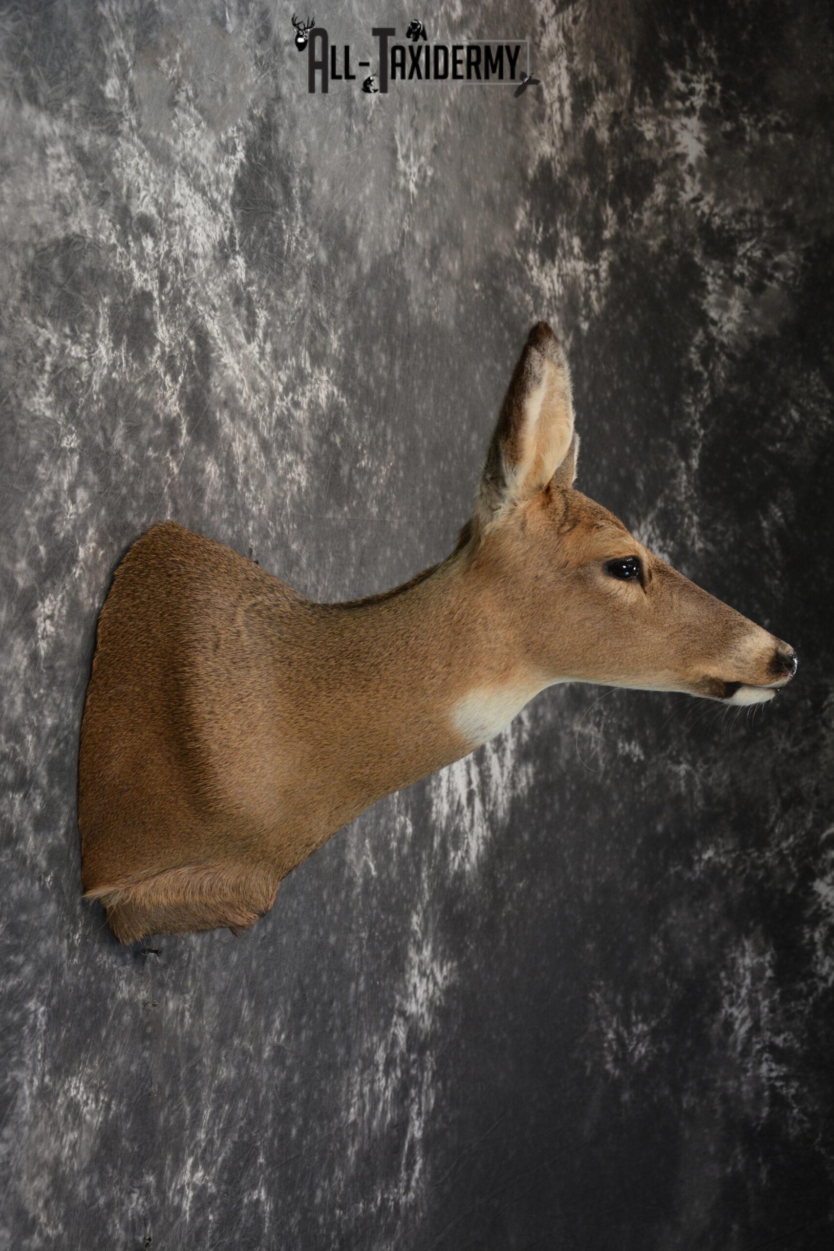 Whitetail Deer Taxidermy Doe shoulder mount SKU 1074.1 - Image 4