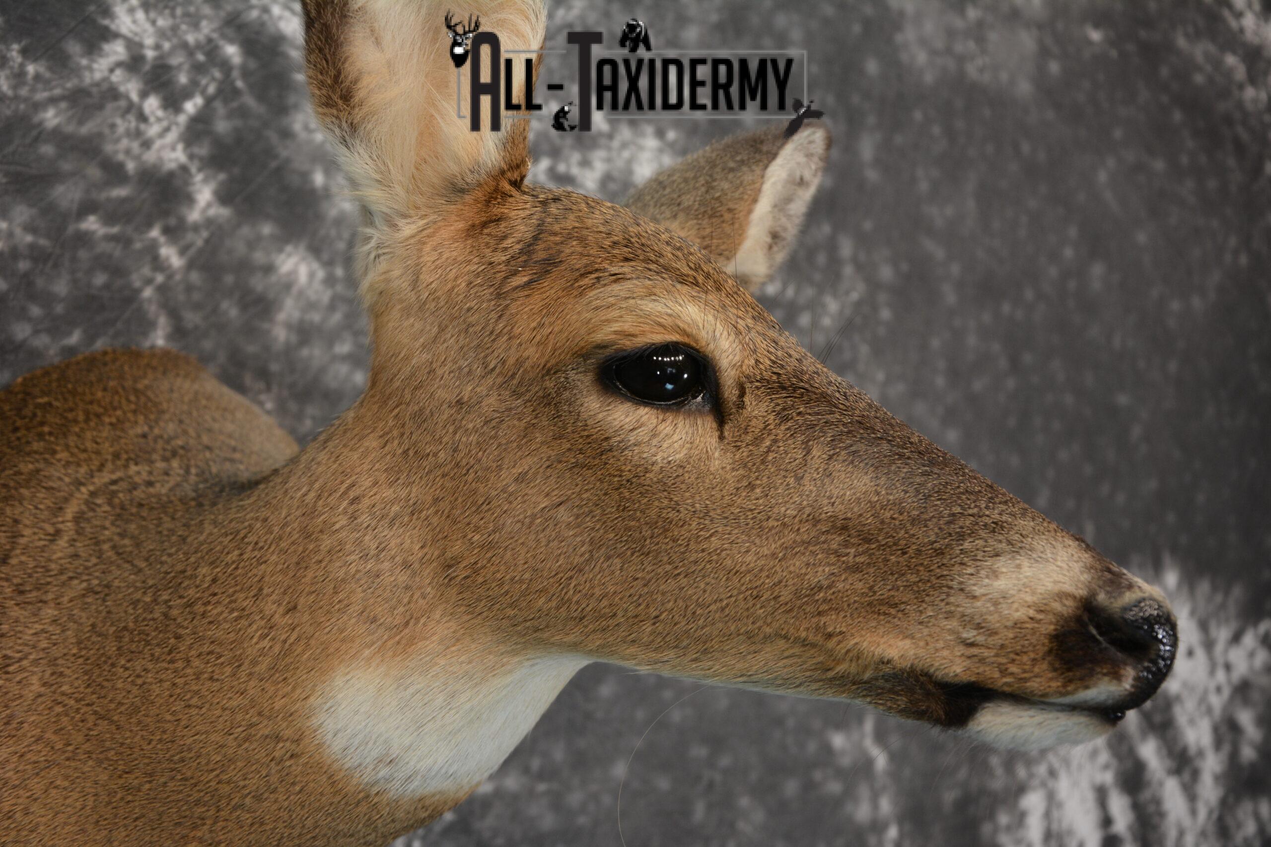 Whitetail Deer Taxidermy Doe shoulder mount SKU 1074.1 - Image 3