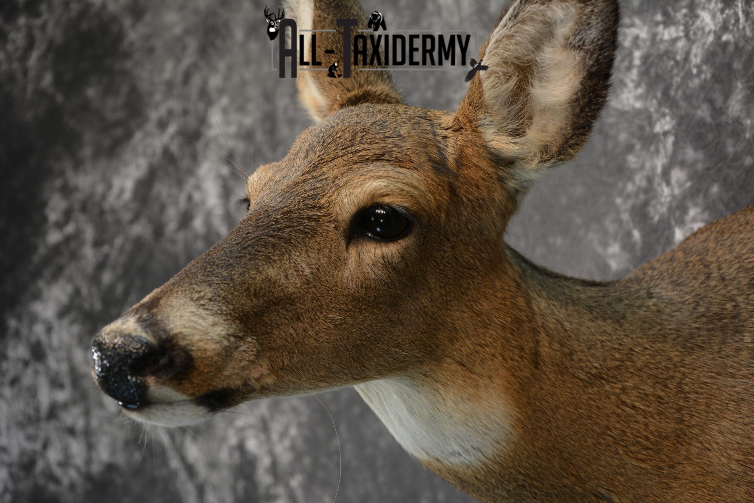 Whitetail Deer Taxidermy Doe shoulder mount SKU 1074.1 - Image 2