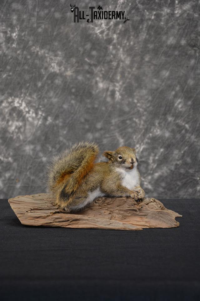 Red Squirrel Taxidermy Mount SKU 1471