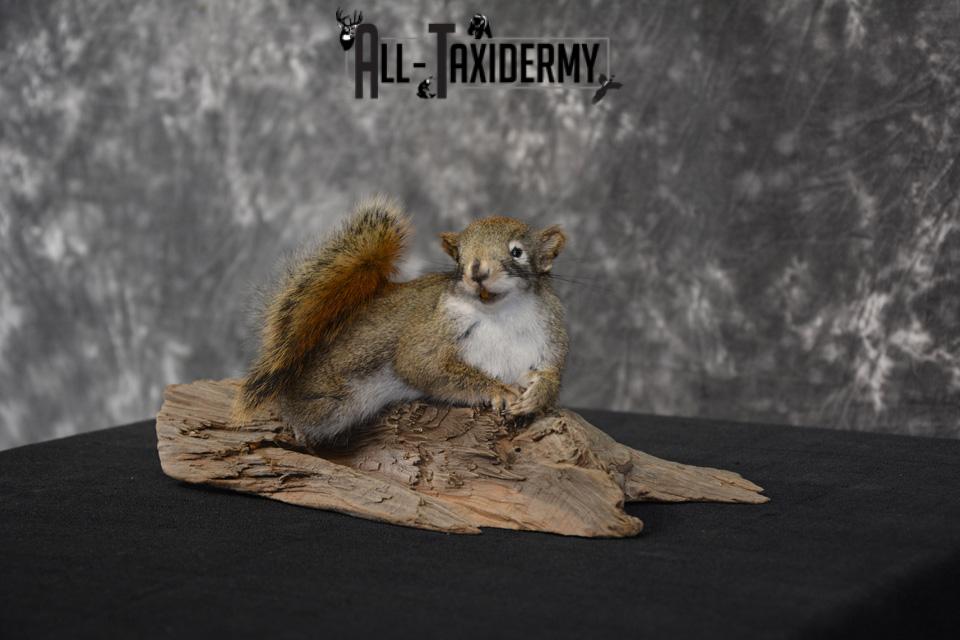 Red Squirrel Taxidermy Mount SKU 1471 - Image 2