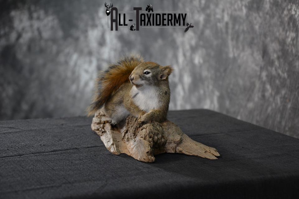 Red Squirrel Taxidermy Mount SKU 1471 - Image 3