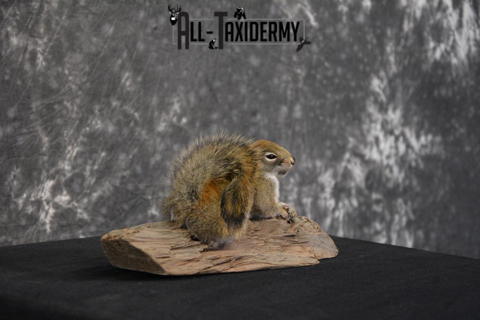 Red Squirrel Taxidermy Mount SKU 1471 - Image 4