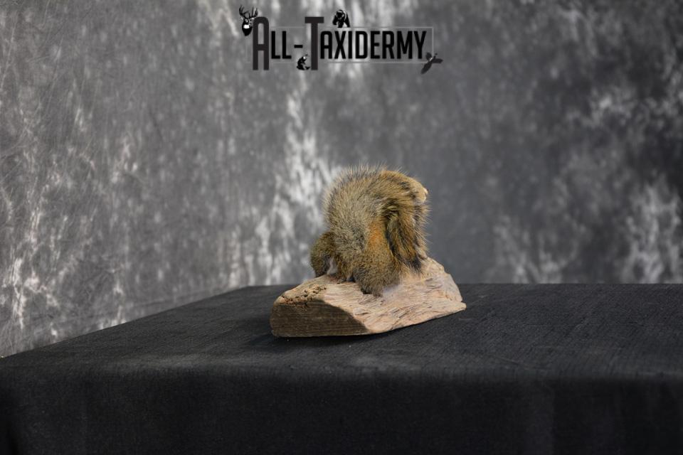 Red Squirrel Taxidermy Mount SKU 1471 - Image 5